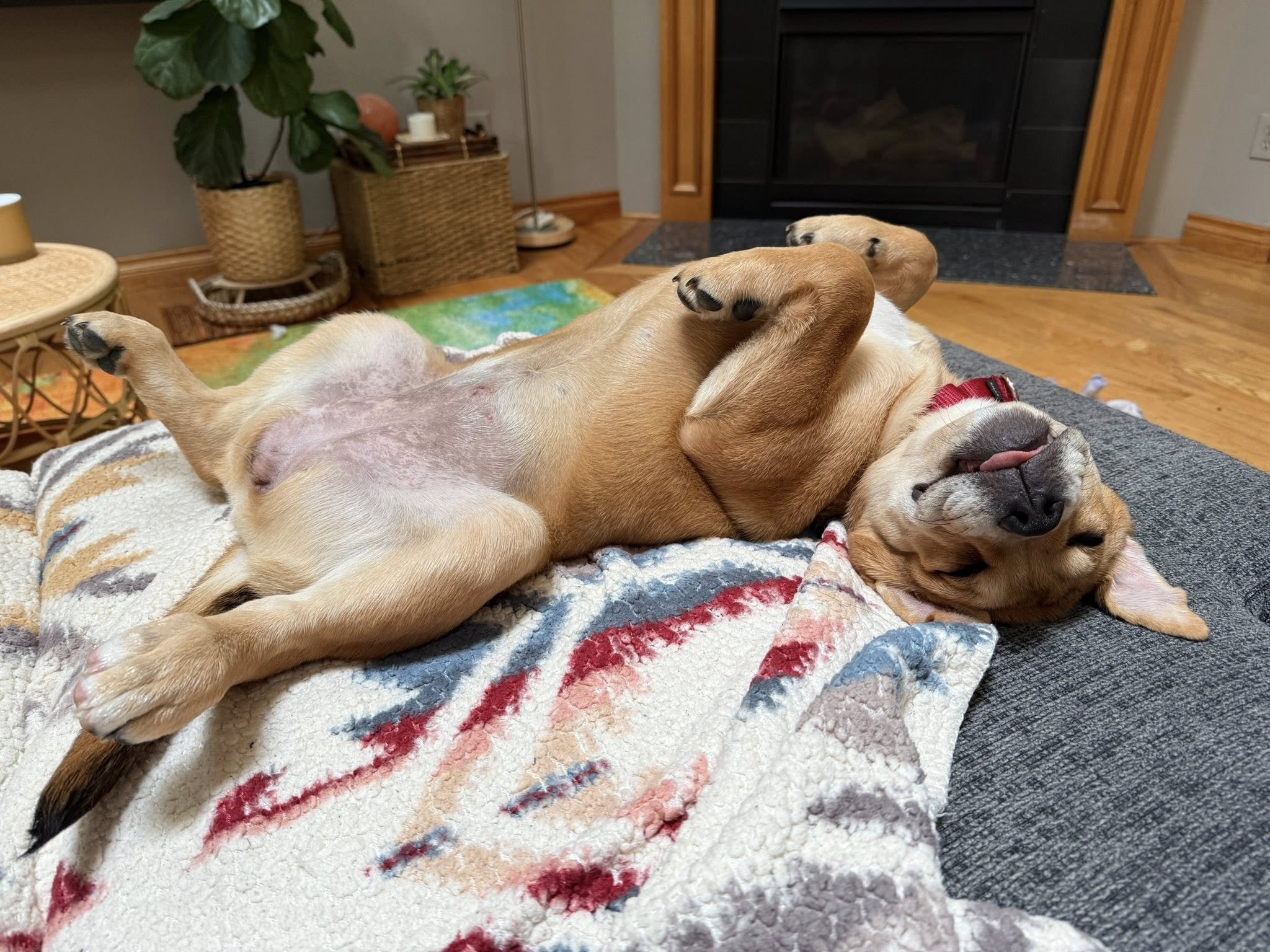Lilmlemtummy.jpg