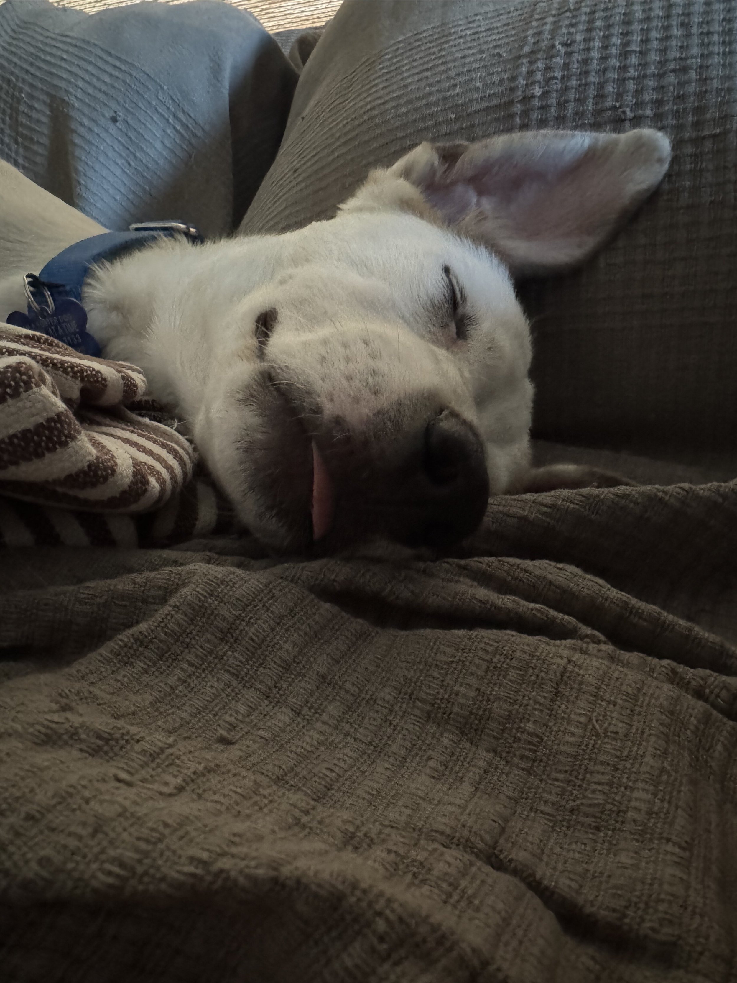 WileEearssleeps.jpeg