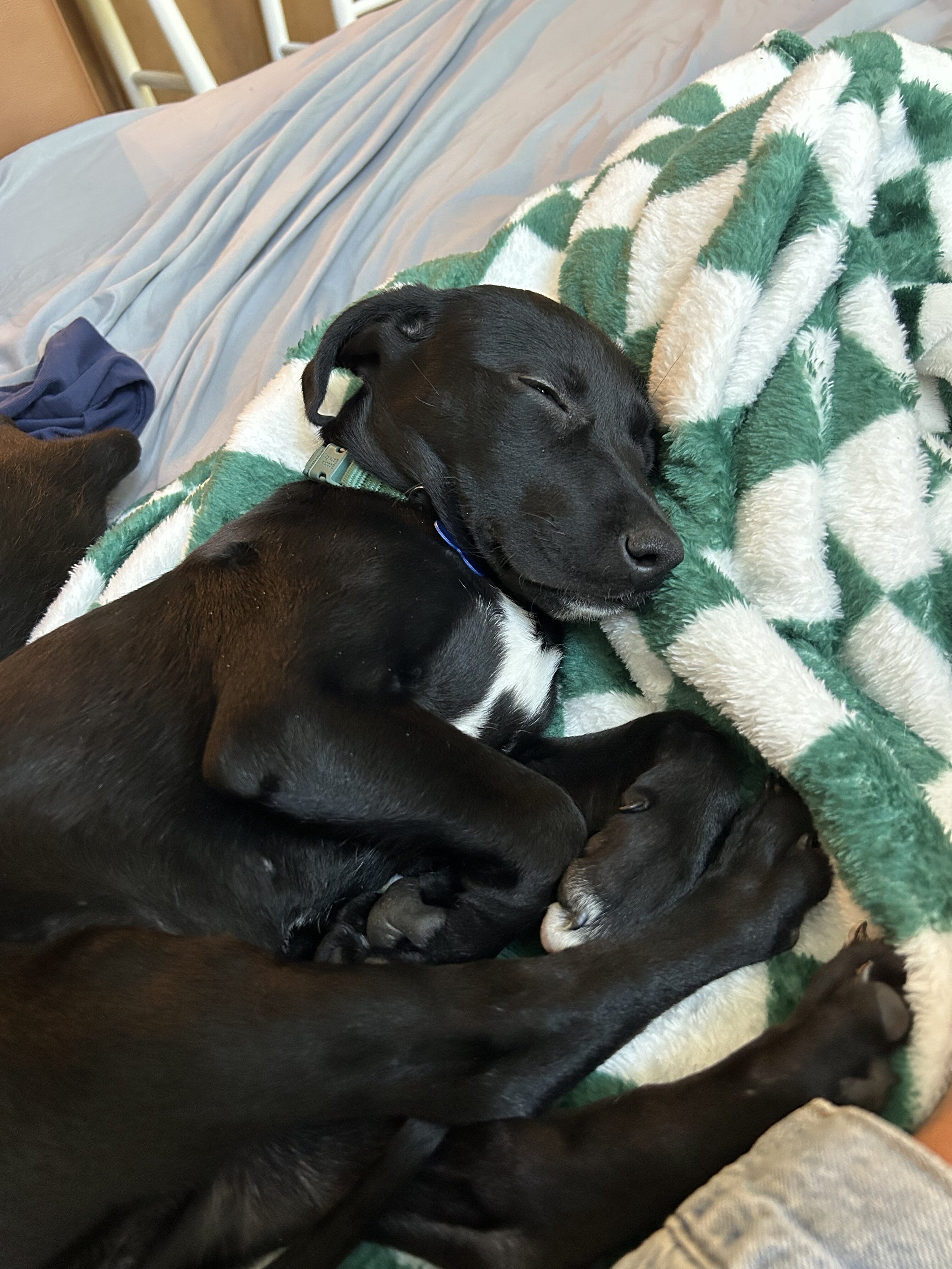 KimPsleeps.jpeg