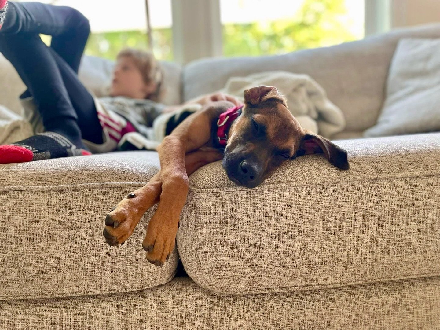 Miss Agatha the Sweetness, as she&rsquo;s called around her foster home, has spent the last month and a half perfecting the art of dramatic ear placement and sun worship. She&rsquo;s mastered the full spectrum; left ear up, right ear down, both ears 