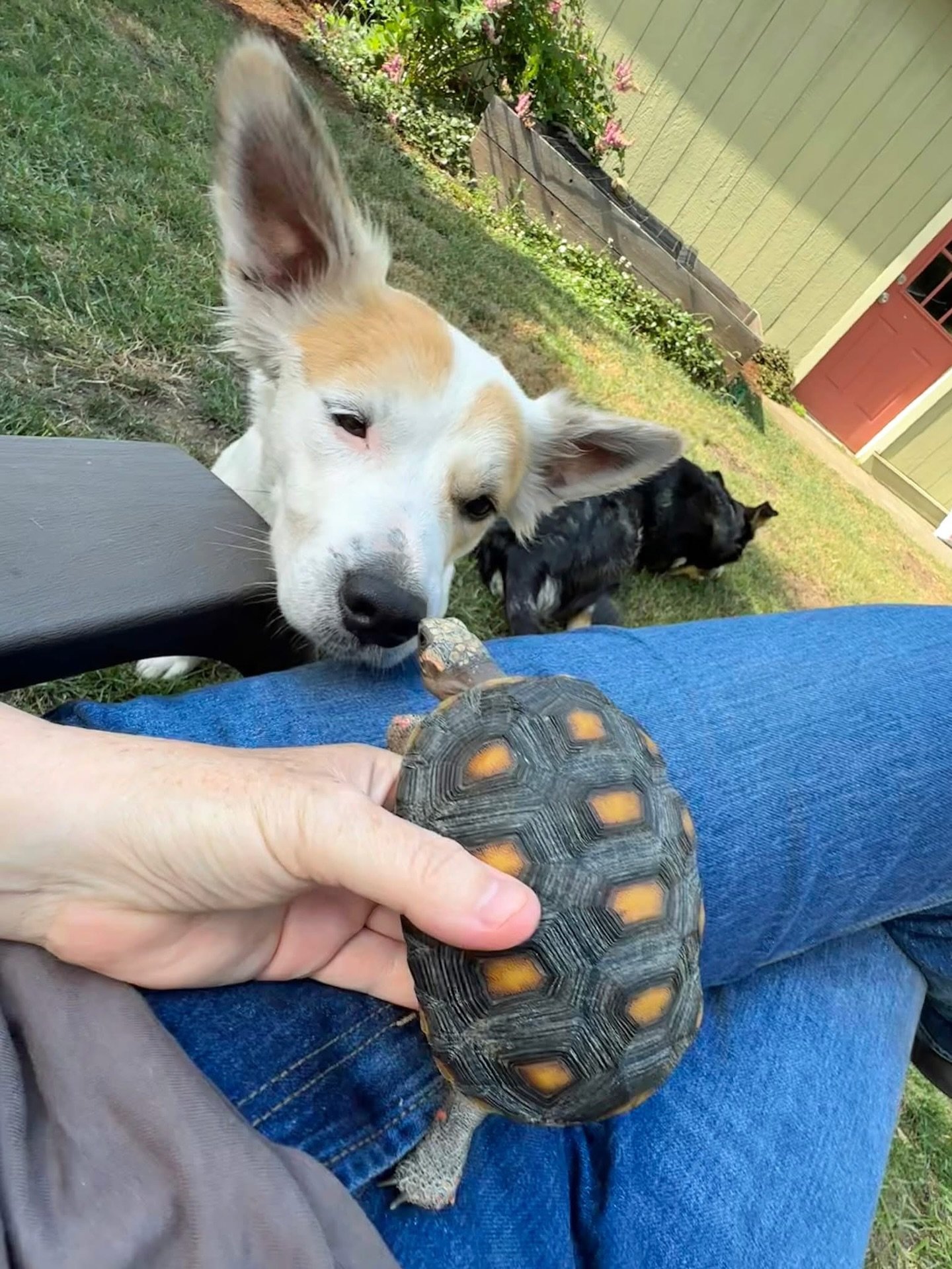 After meeting a redfooted tortoise this week, Jem now moves only with purpose. Or not at all. There is no in-between. Efficiency is overrated when you can master the art of doing absolutely nothing and still look important.