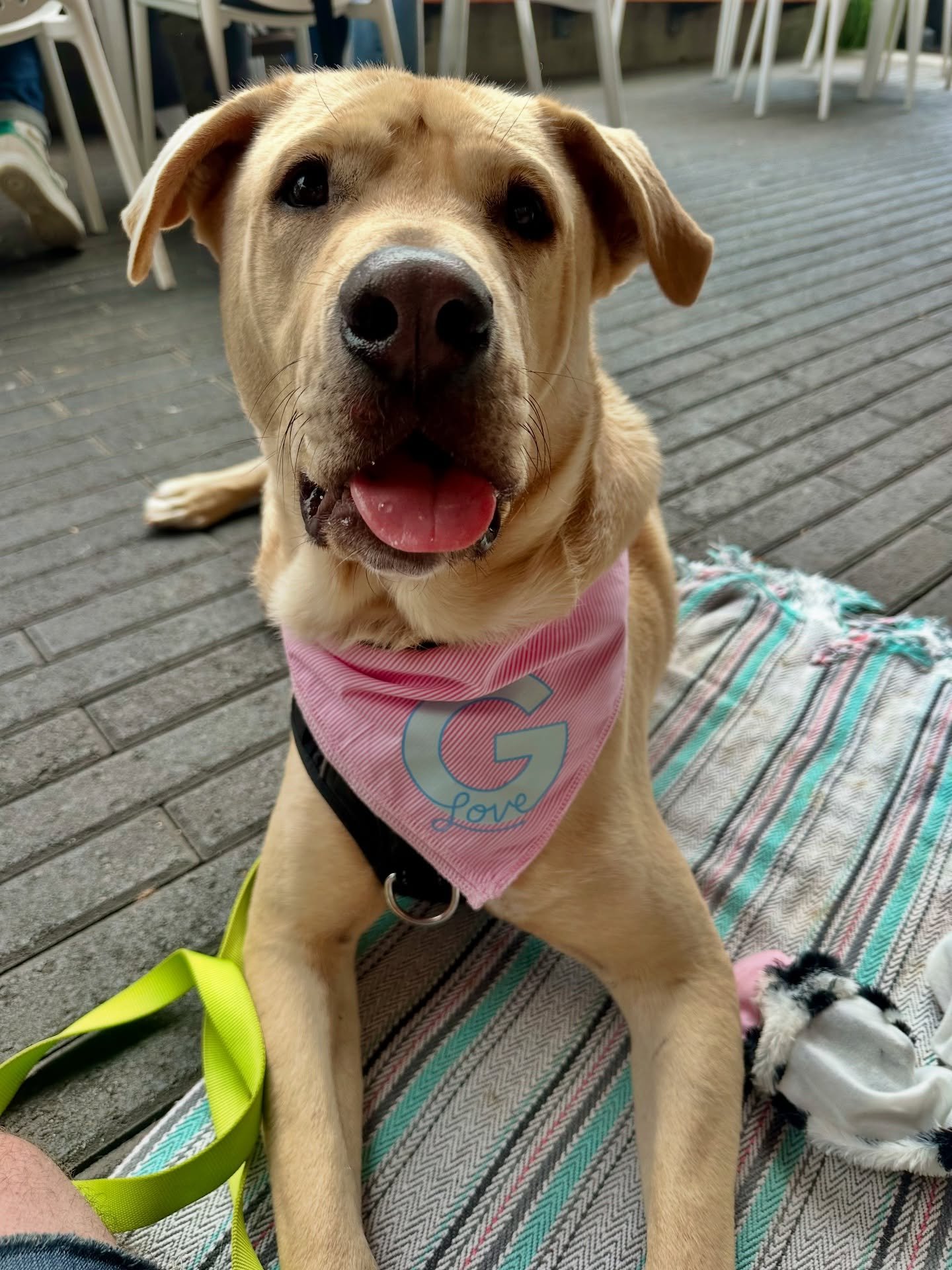 Boba and Gladys had such a great time at @g.lovepdx on Sunday! Now we know that either one can easily handle a packed Portland brunch shift. No guests went unnoticed thanks to Gladys moving like a well-experienced server and Boba kept things calm and