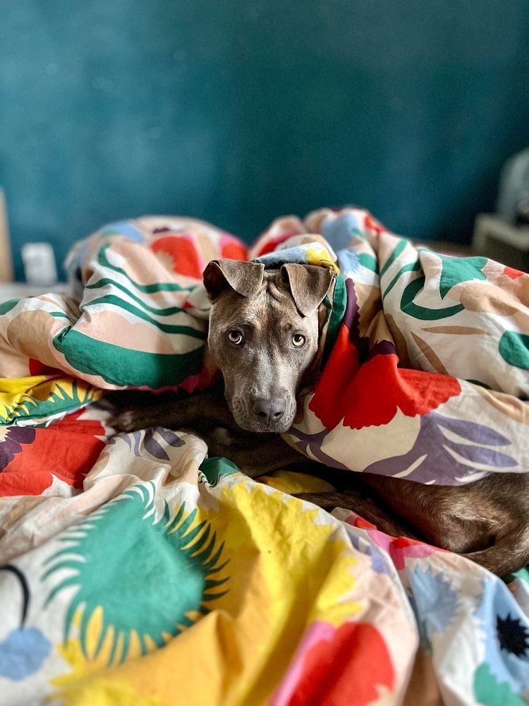 Cymbal isn&rsquo;t just a dog, she&rsquo;s a burrito blanket who is improving every day on her relationship with the delivery man. Don&rsquo;t let her shyness fool you into thinking she&rsquo;s not a gentle girl looking to make friends because once y