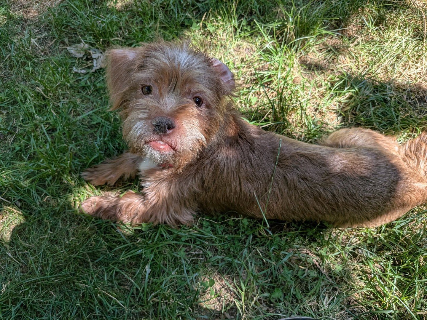 Boo-Boo is livin' the little dog, big city dream this evening at West End Wednesday in downtown Portland. This tiny gentleman will be hanging out in the Woodlark Hotel historic lobby with some other otat-pdx volunteers from 4-7PM. Make the middle of 