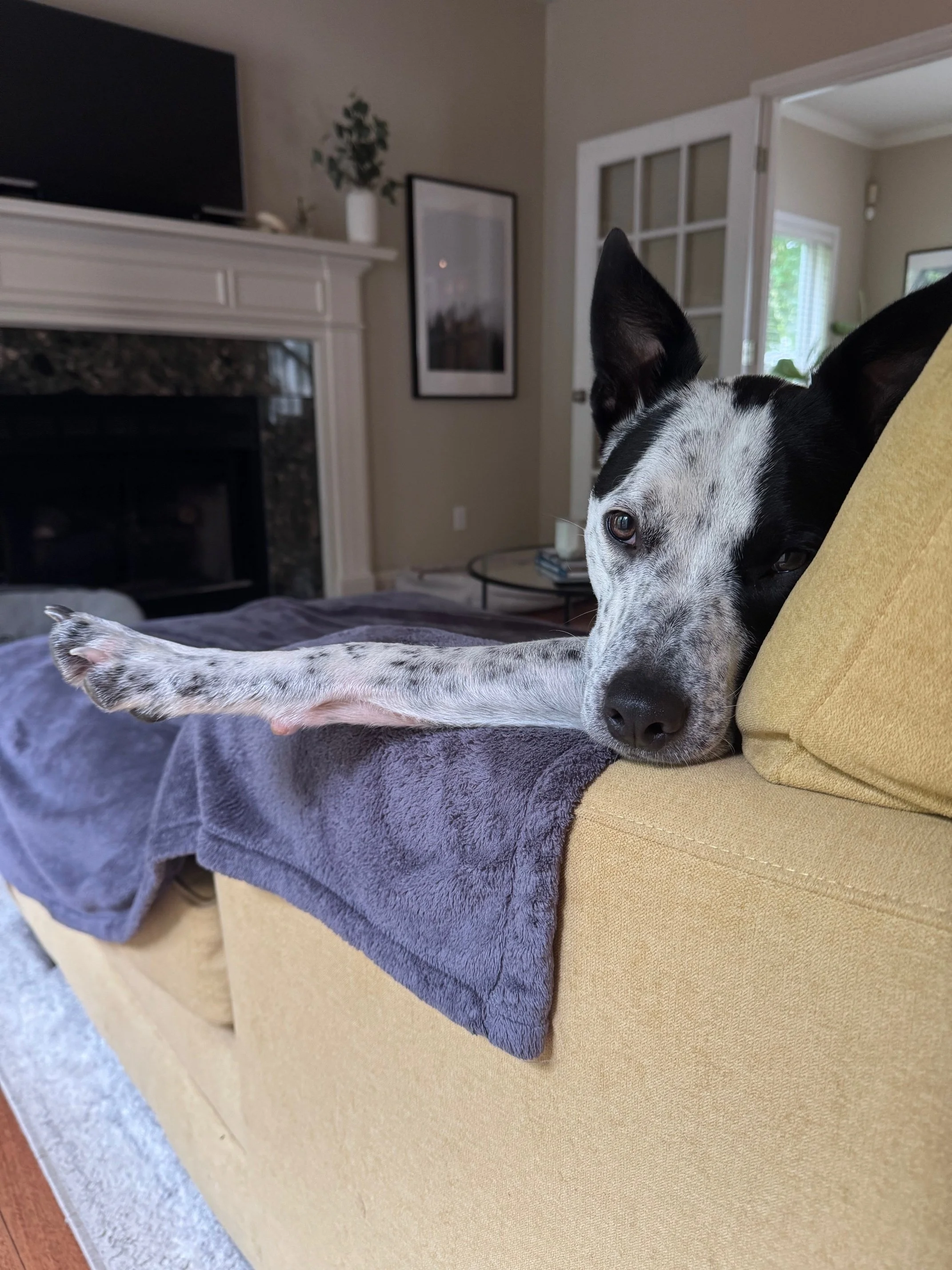 Pippinloungesideeye.jpeg