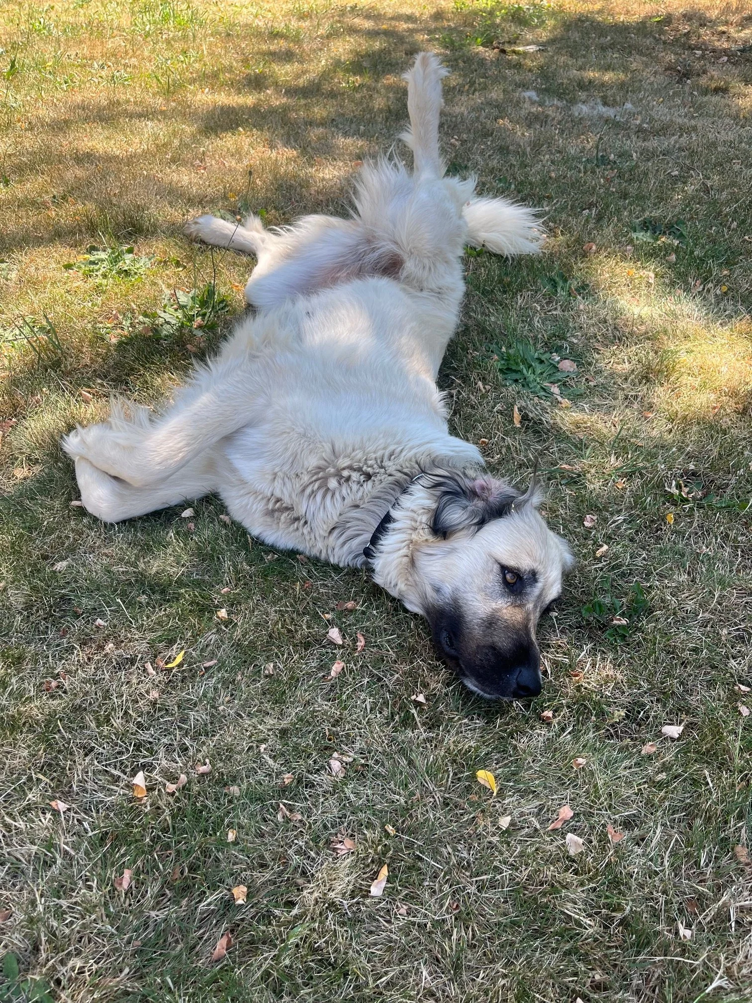 Zitibelly.jpeg