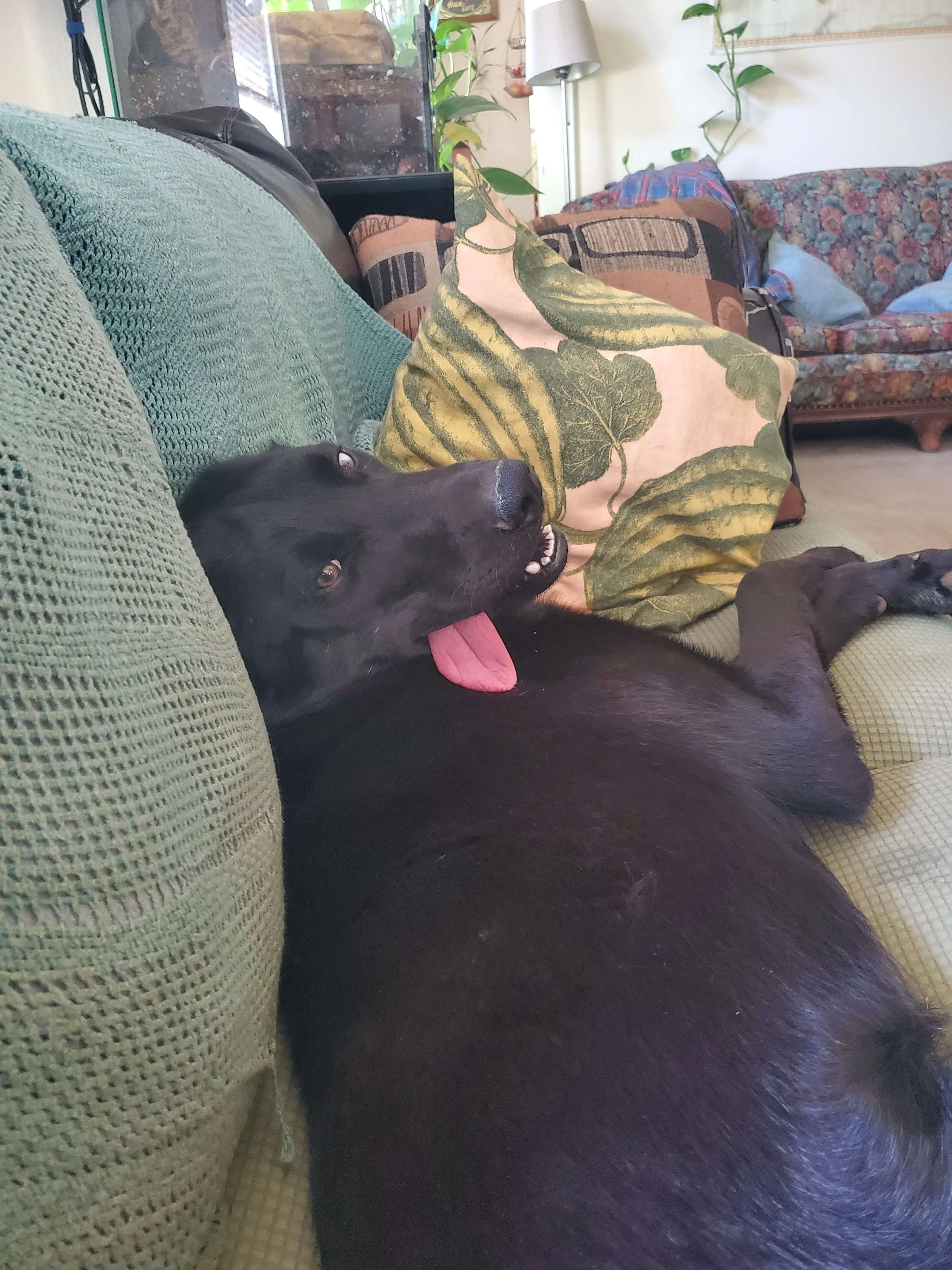Orzotongue.jpg