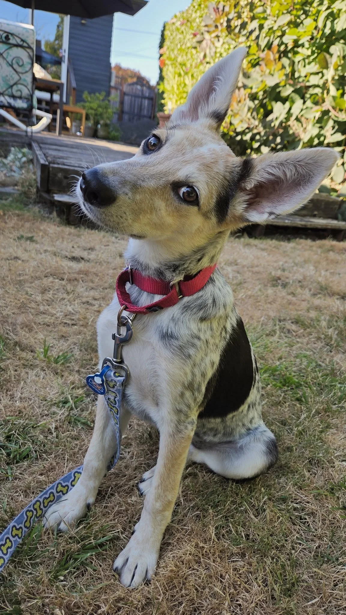 Rotiniheadtilt.jpg