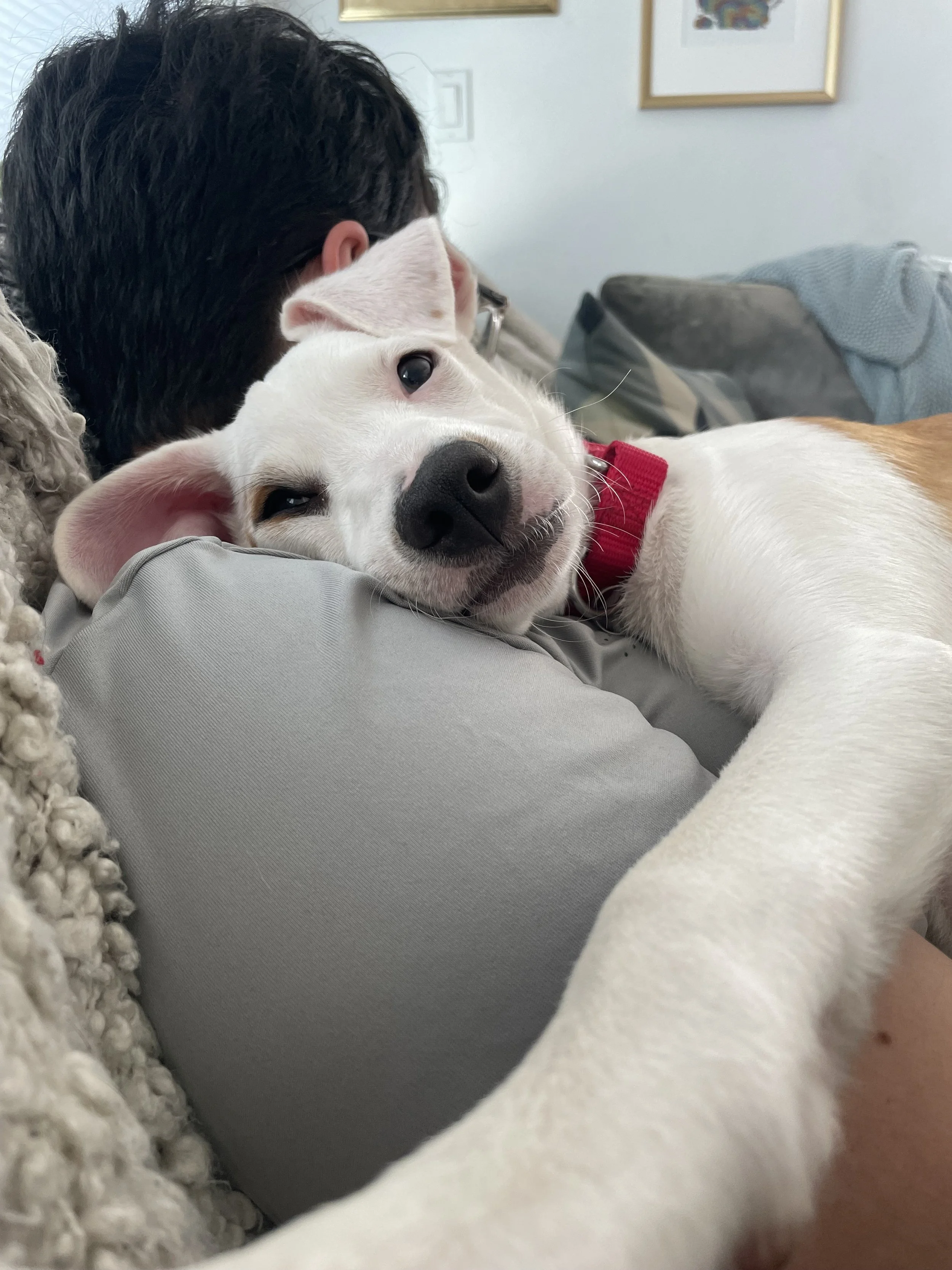 Torchiocuddles.jpeg