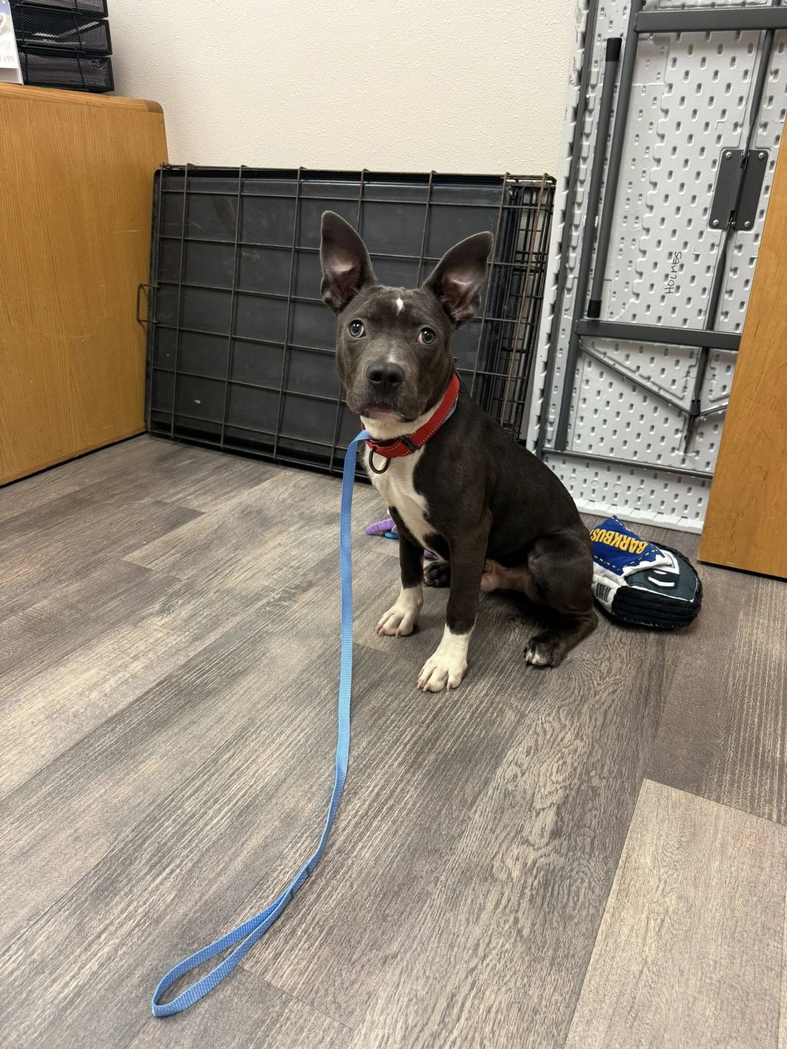 Alister