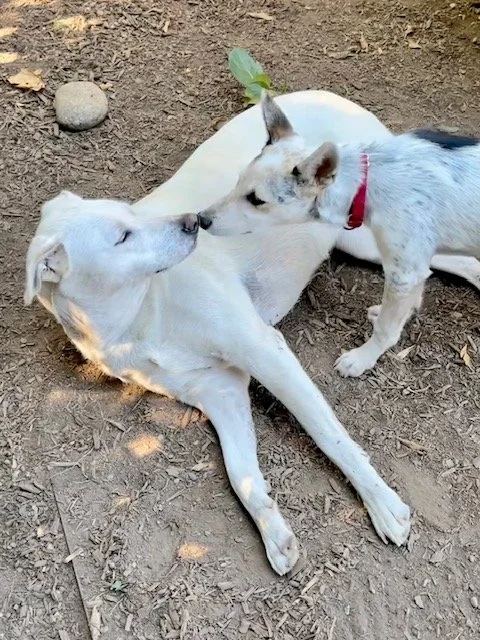 Penneboop.jpeg