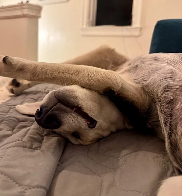 Penneinrepose.jpeg