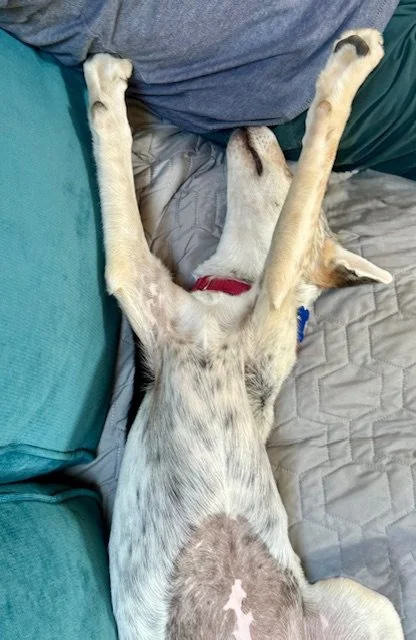 Pennesleeps.jpeg