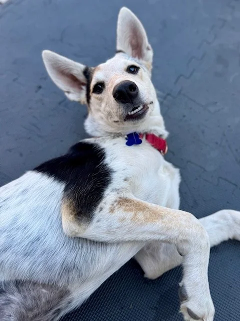 Pennederp.jpeg