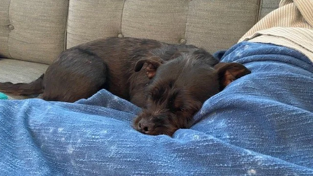 Capellinisnuggles.jpeg