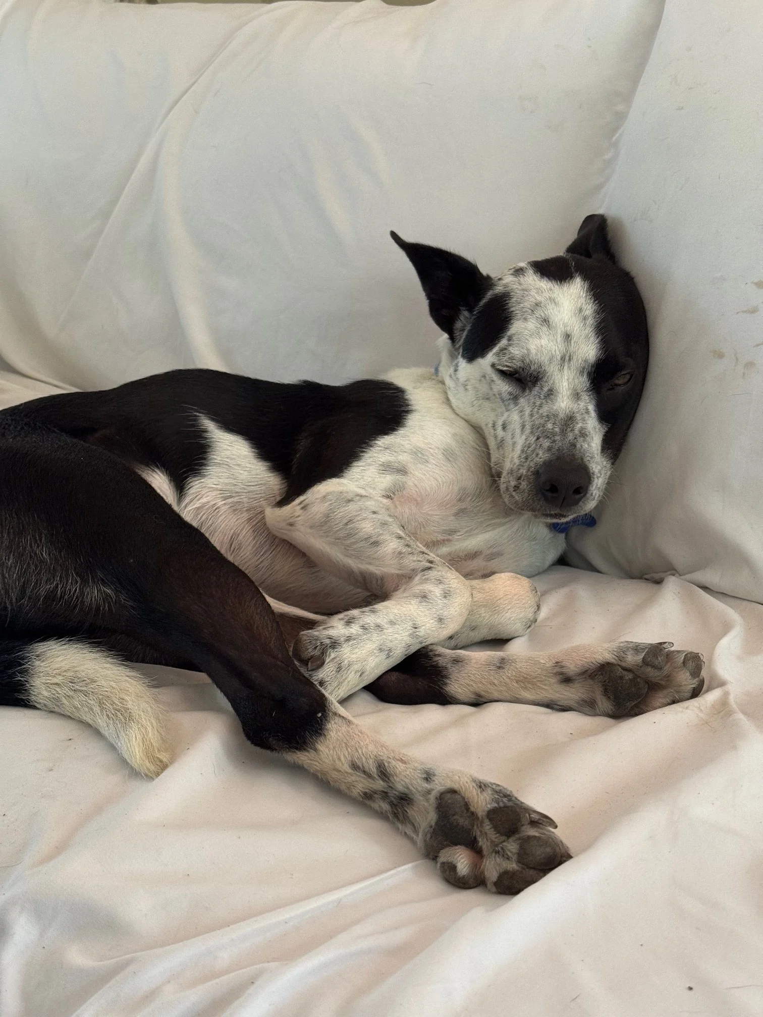 Pippinsleeps.jpeg