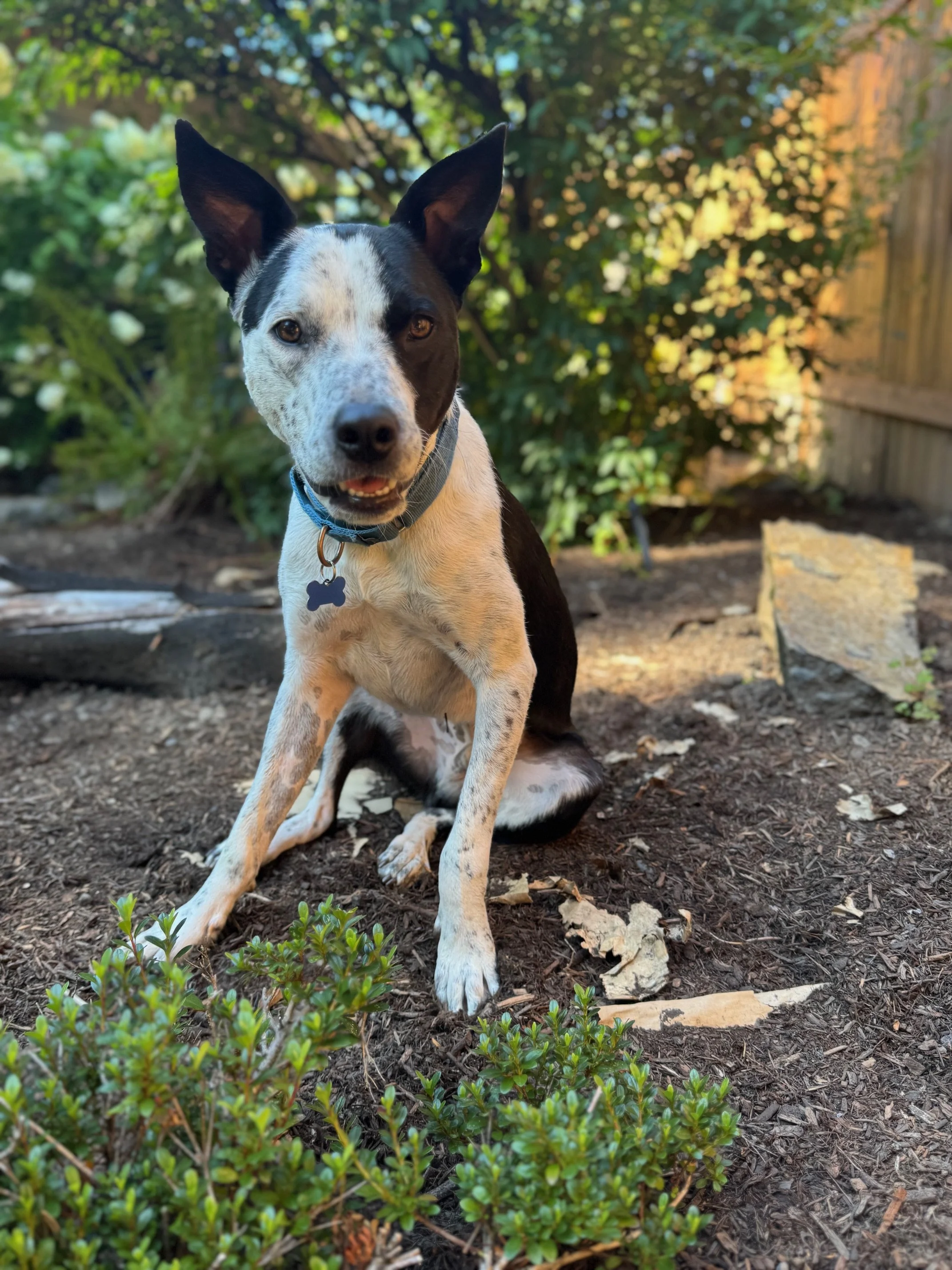 Pippinbackyardcutie.jpeg
