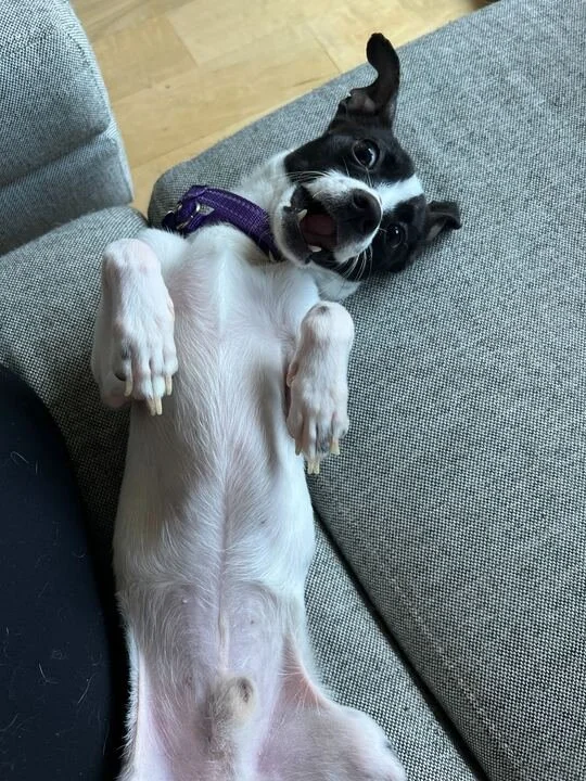 Bogeyupdsidedown.jpg