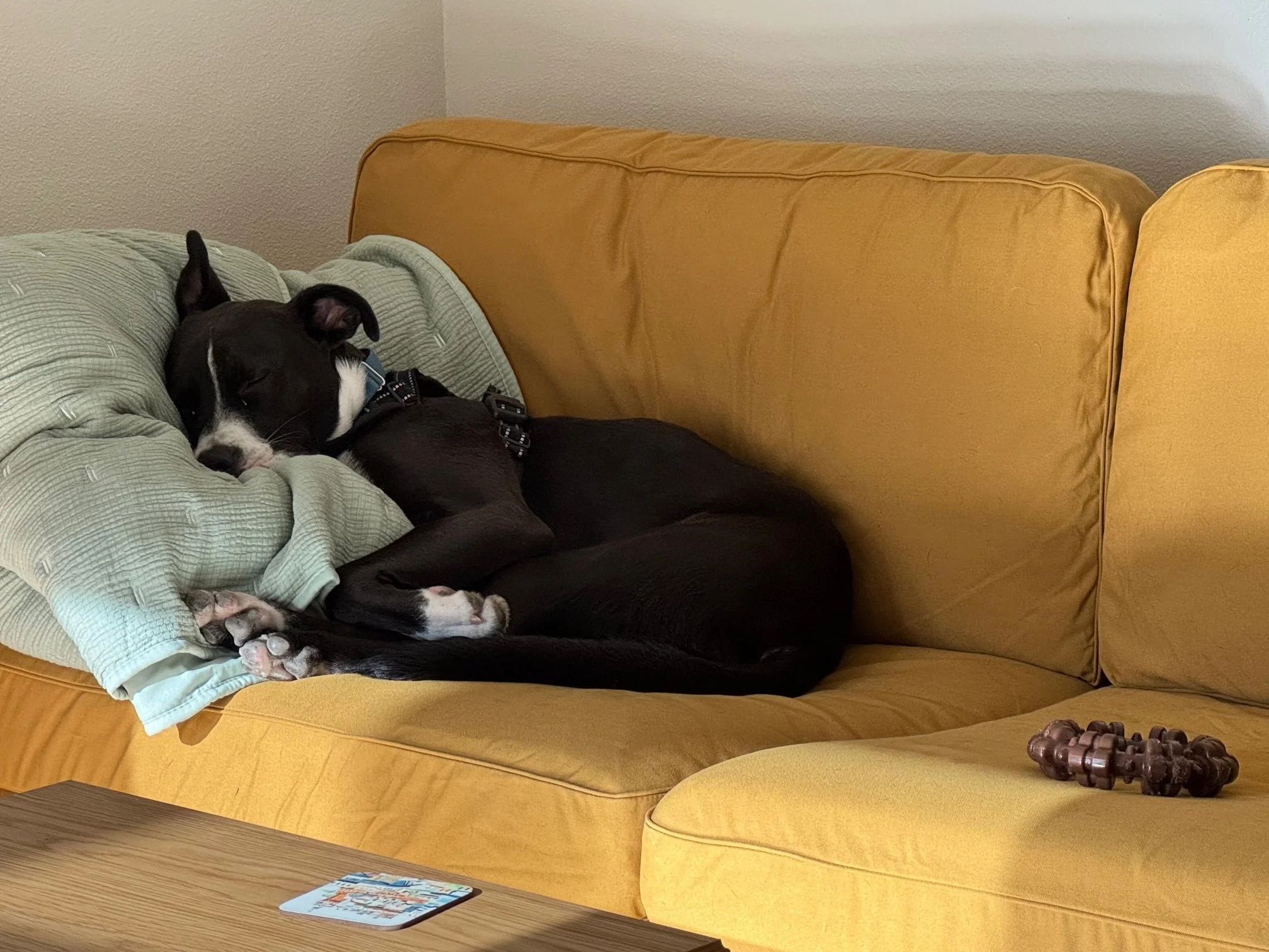Gongyellowcouchsleep.jpeg