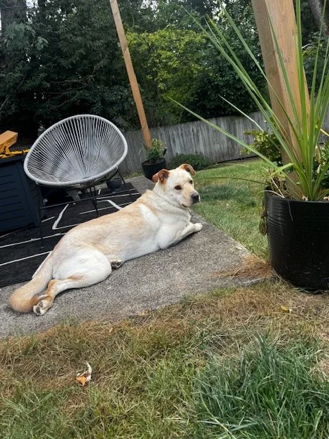 Ravioliinrepose.jpeg
