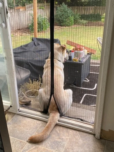 Raviolijustthetailinside.jpeg