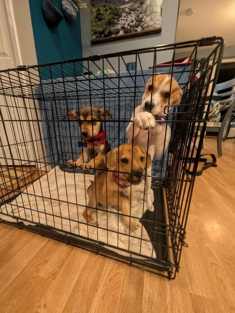 Ganymedeandsibs.jpg