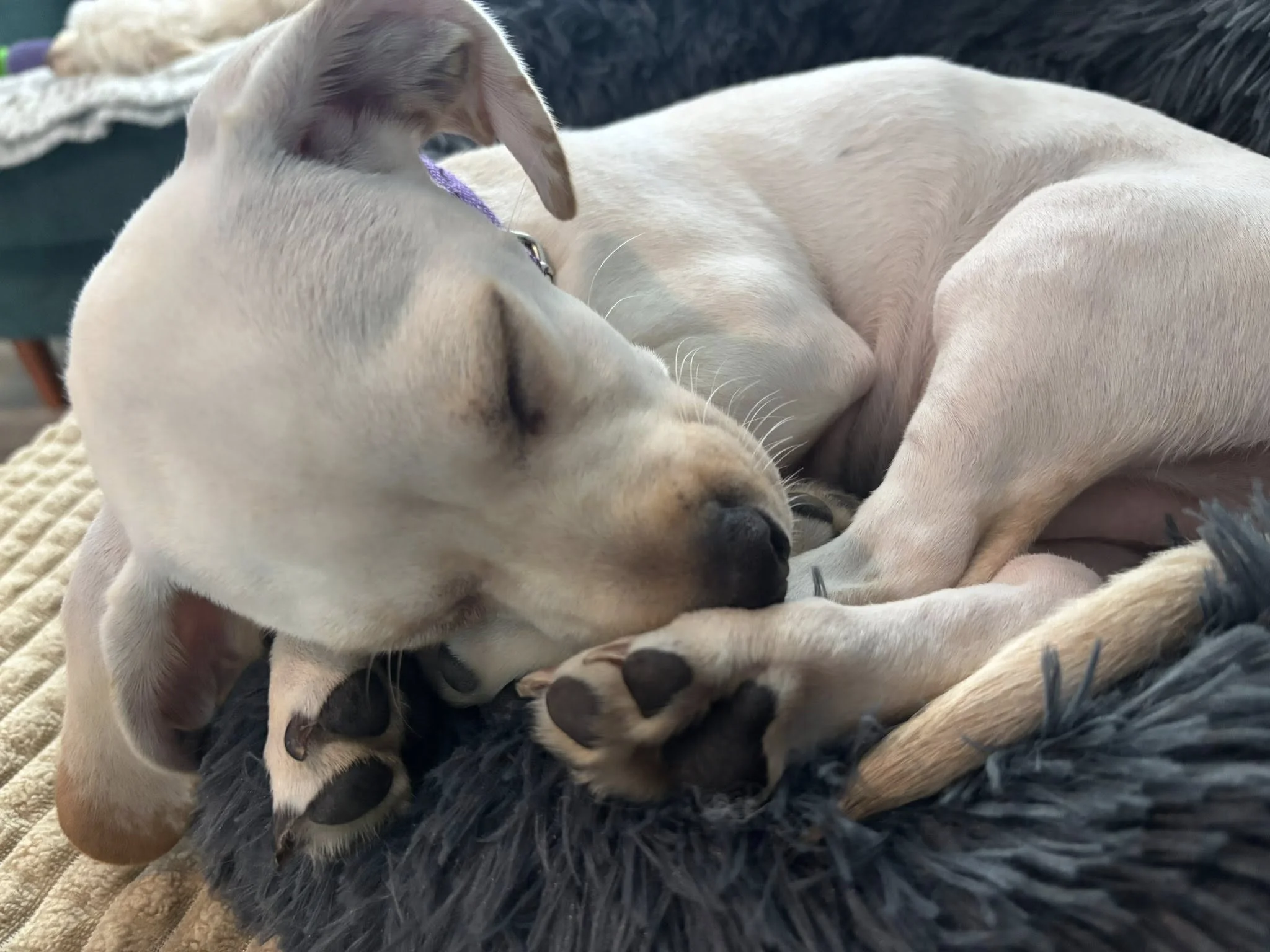 Apollosleeps.jpg