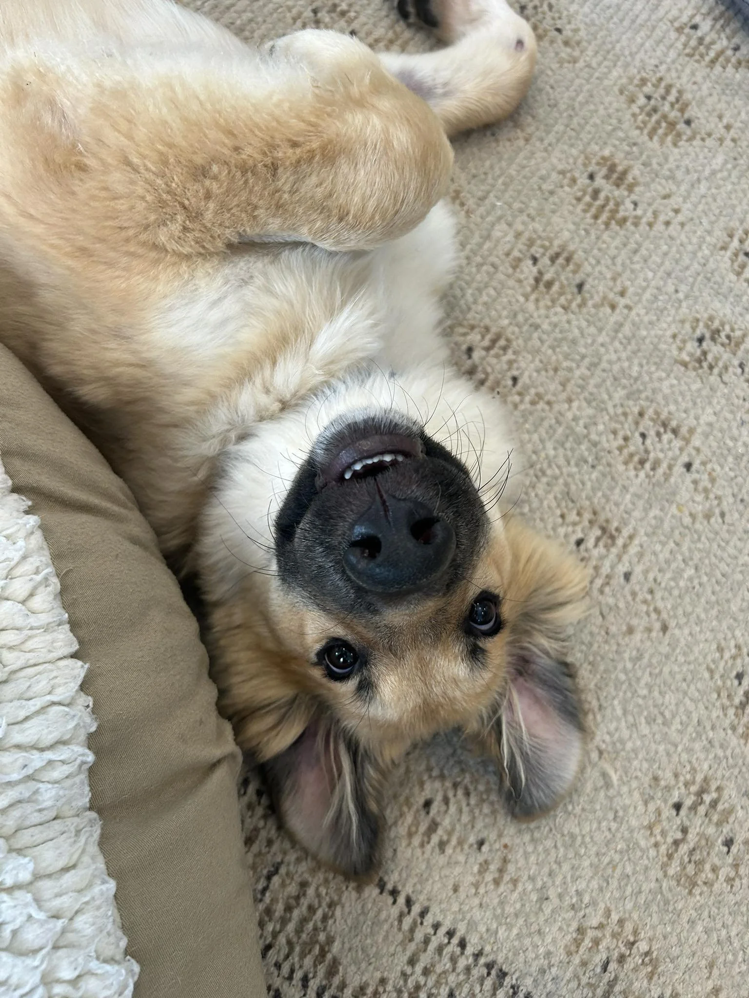 Ursaupsidedown.jpg