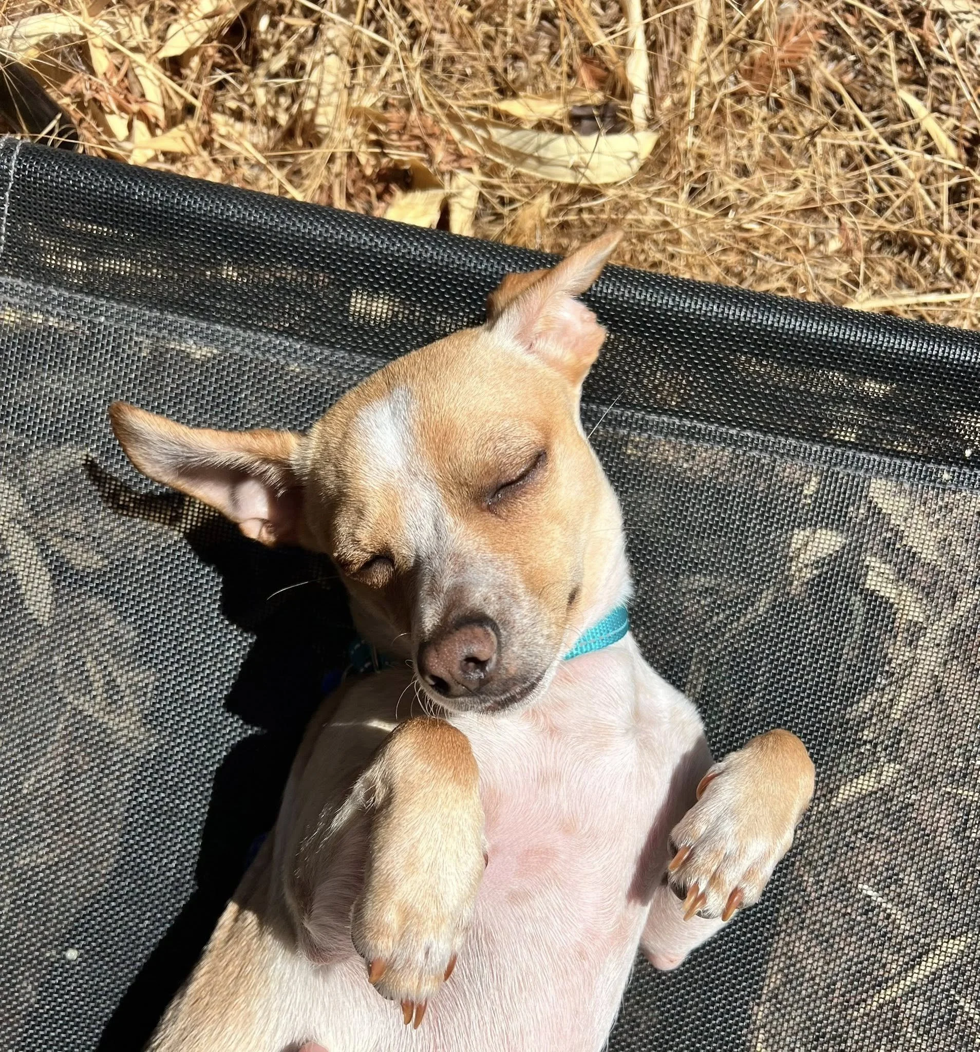 Rocketsunsleeps.jpg