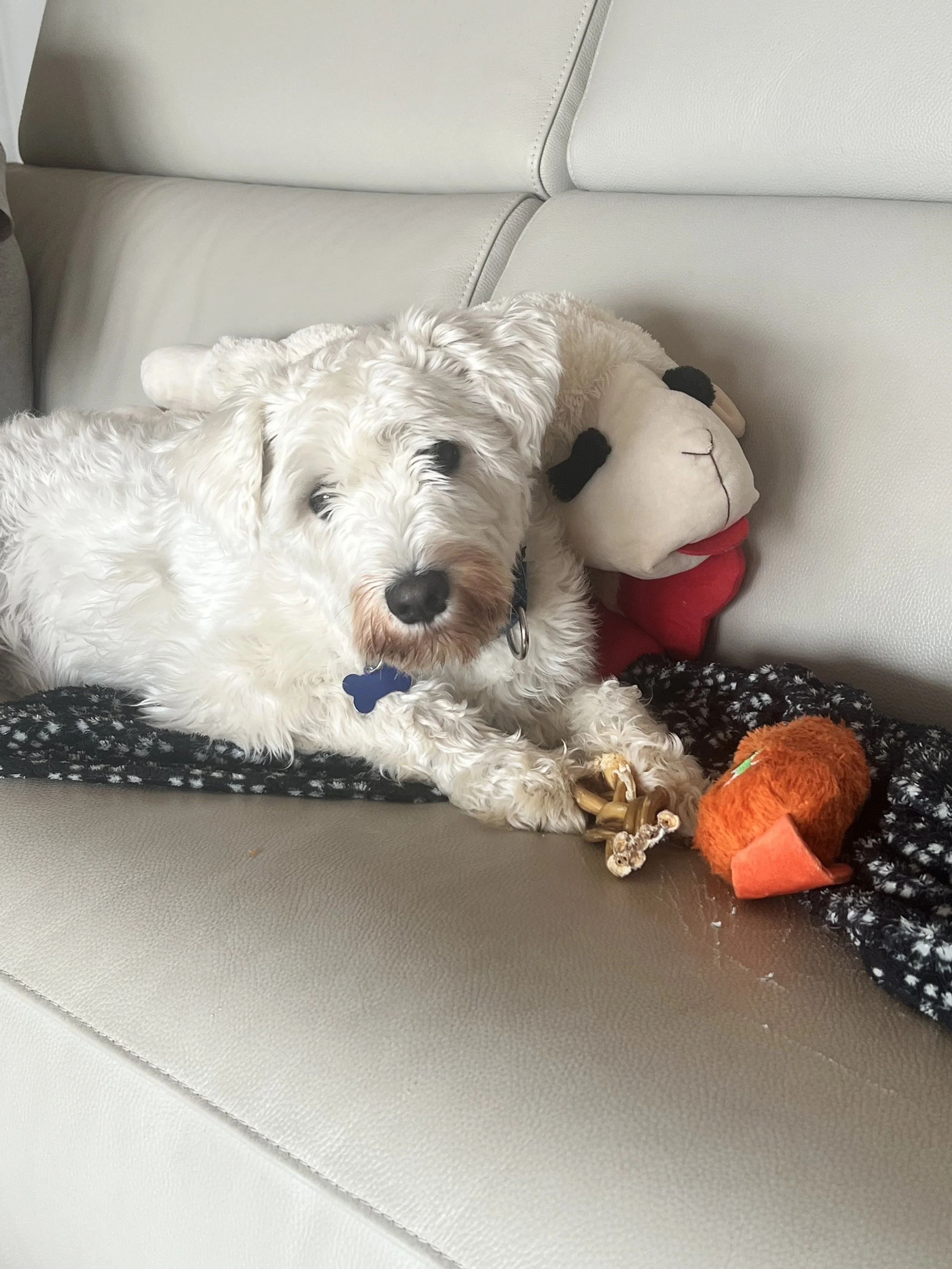 Sacramentoandlambchop.jpg