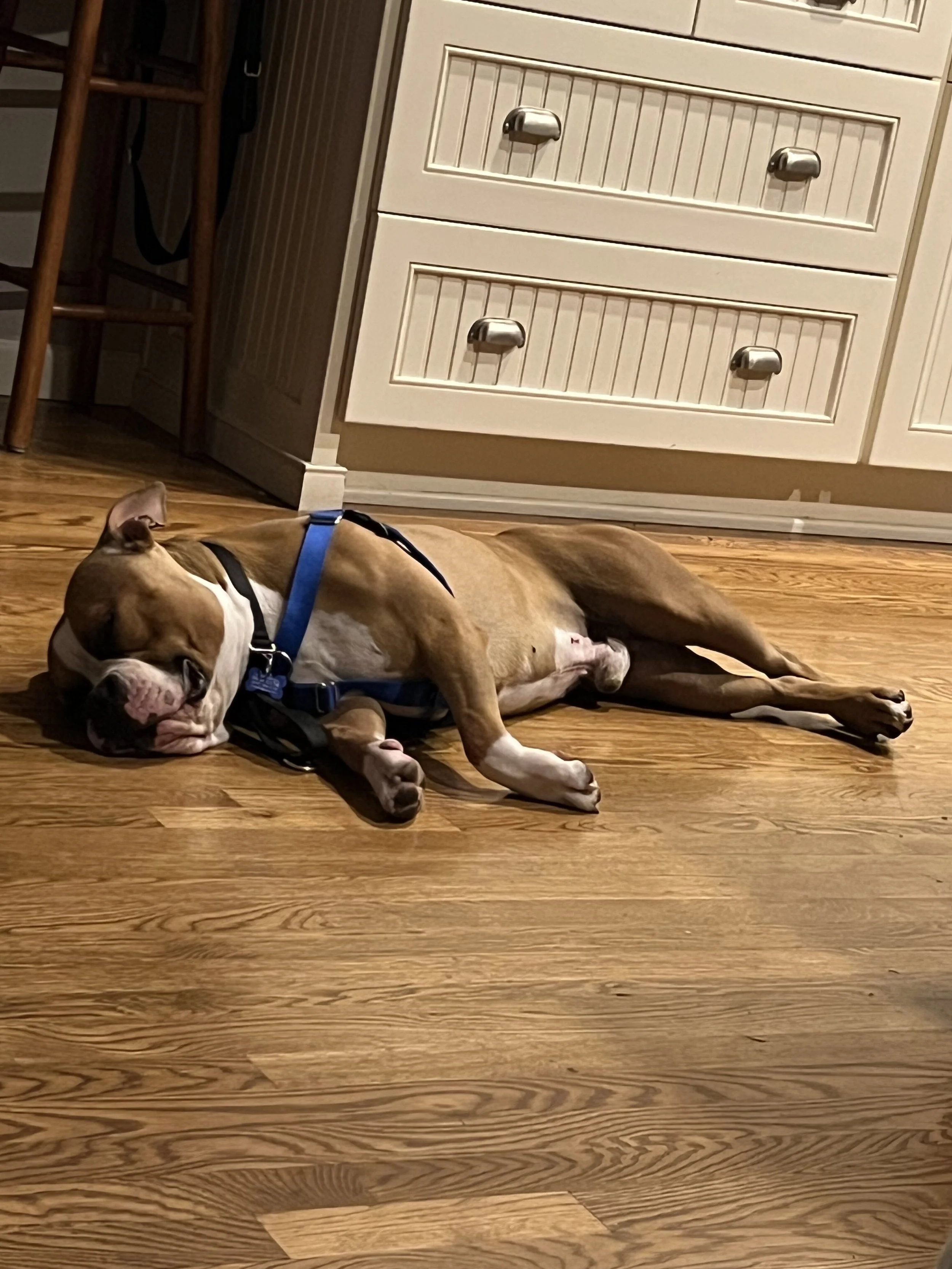Cometfloorsleeps.jpeg