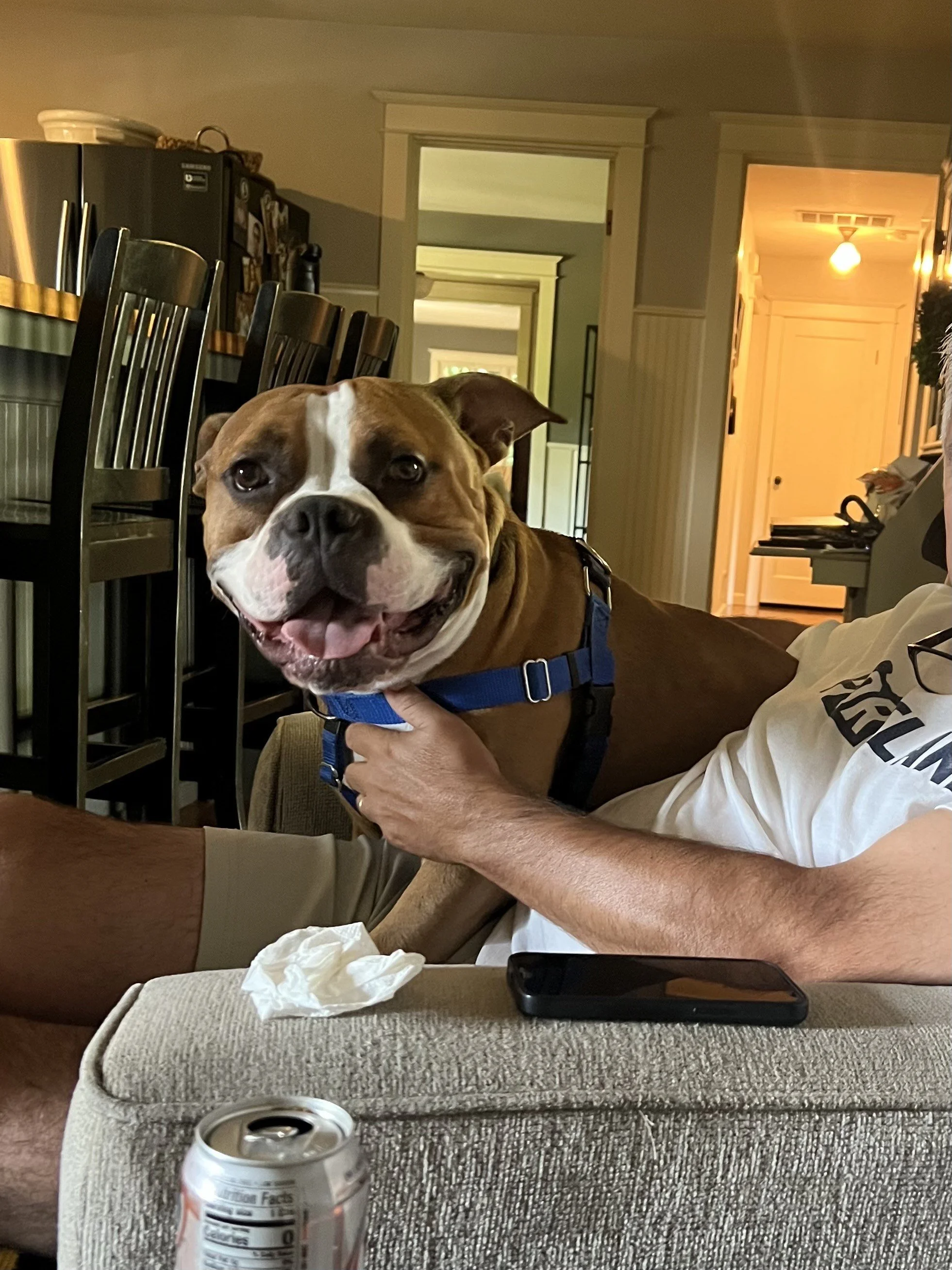 Cometlapdog.jpeg