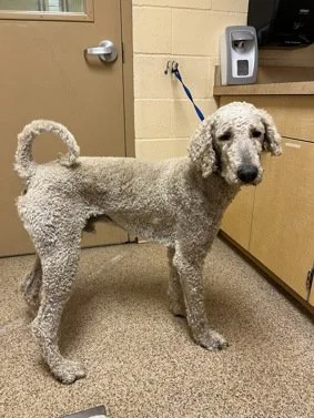 Standard Poodle M.JPEG