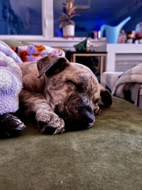 Cedarsleeps.jpeg
