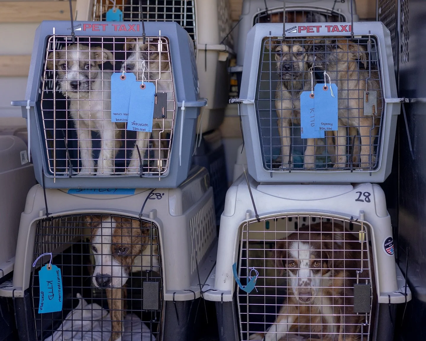 What do a mayor, a school bond, and a bunch of shelter dogs have in common? A whole lot of good news.

Yesterday was our biggest New Dog Day yet, with 31 dogs arriving from our West Texas partners @otatwtx @epanimalsvc on a Dog Is My Co-Pilot @dogism