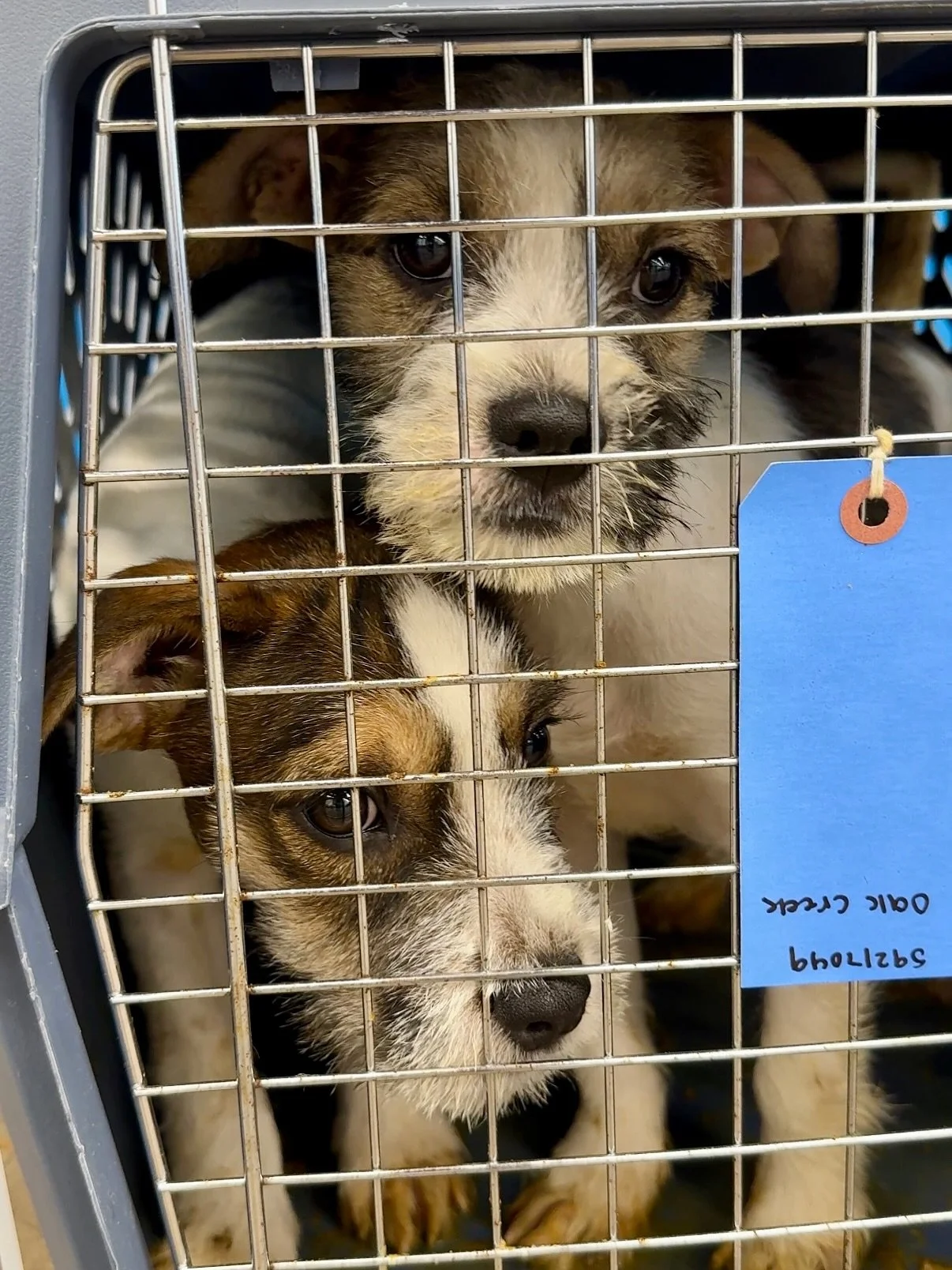 Our latest arrivals from West Texas @otatwtx and @epanimalsvc have officially started settling into their Portland foster homes. And after a long day of travel, they&rsquo;re getting the rest they&rsquo;ve earned. 

None of this would be possible wit