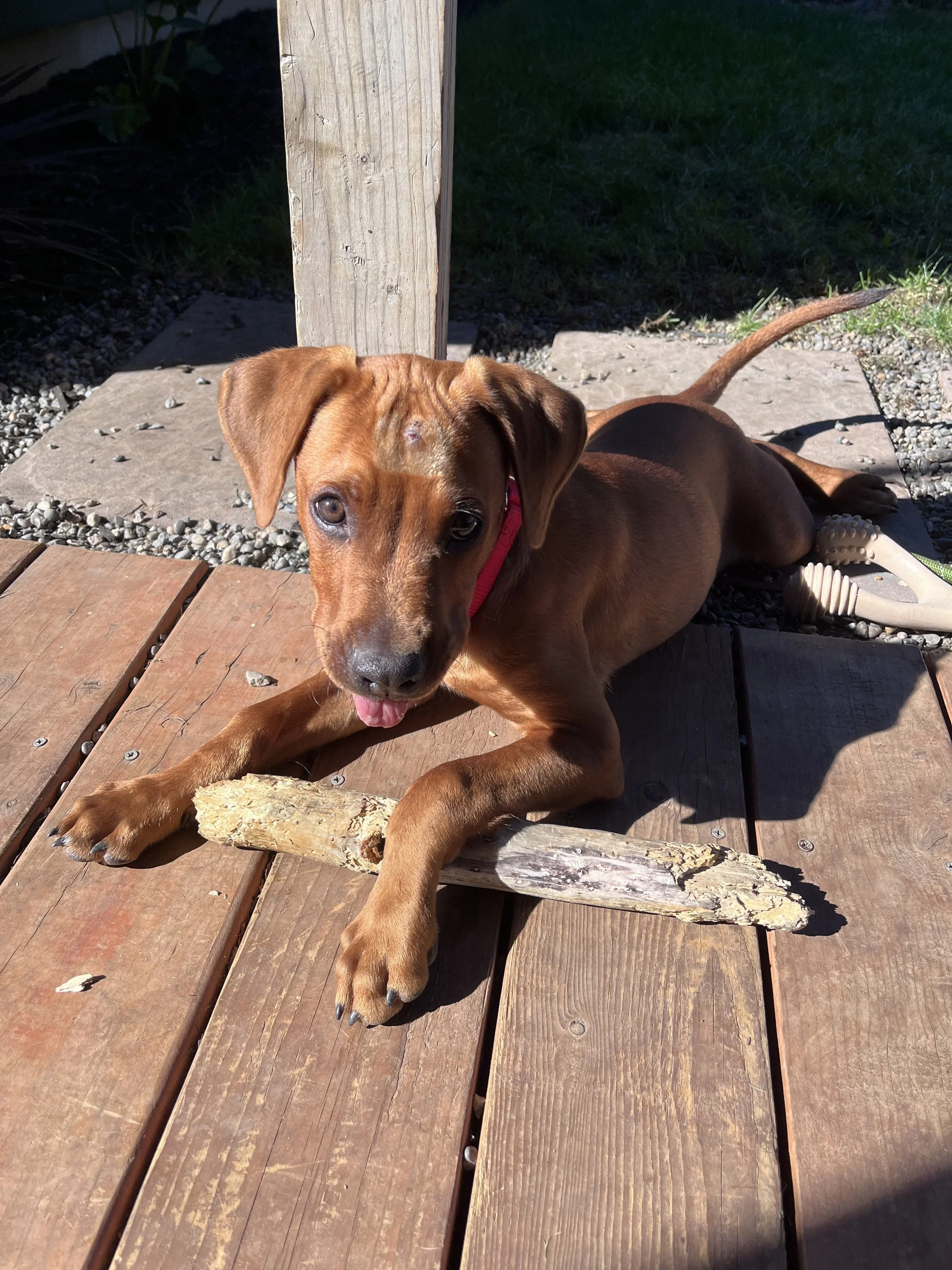 Overlooktoocutestick.jpg