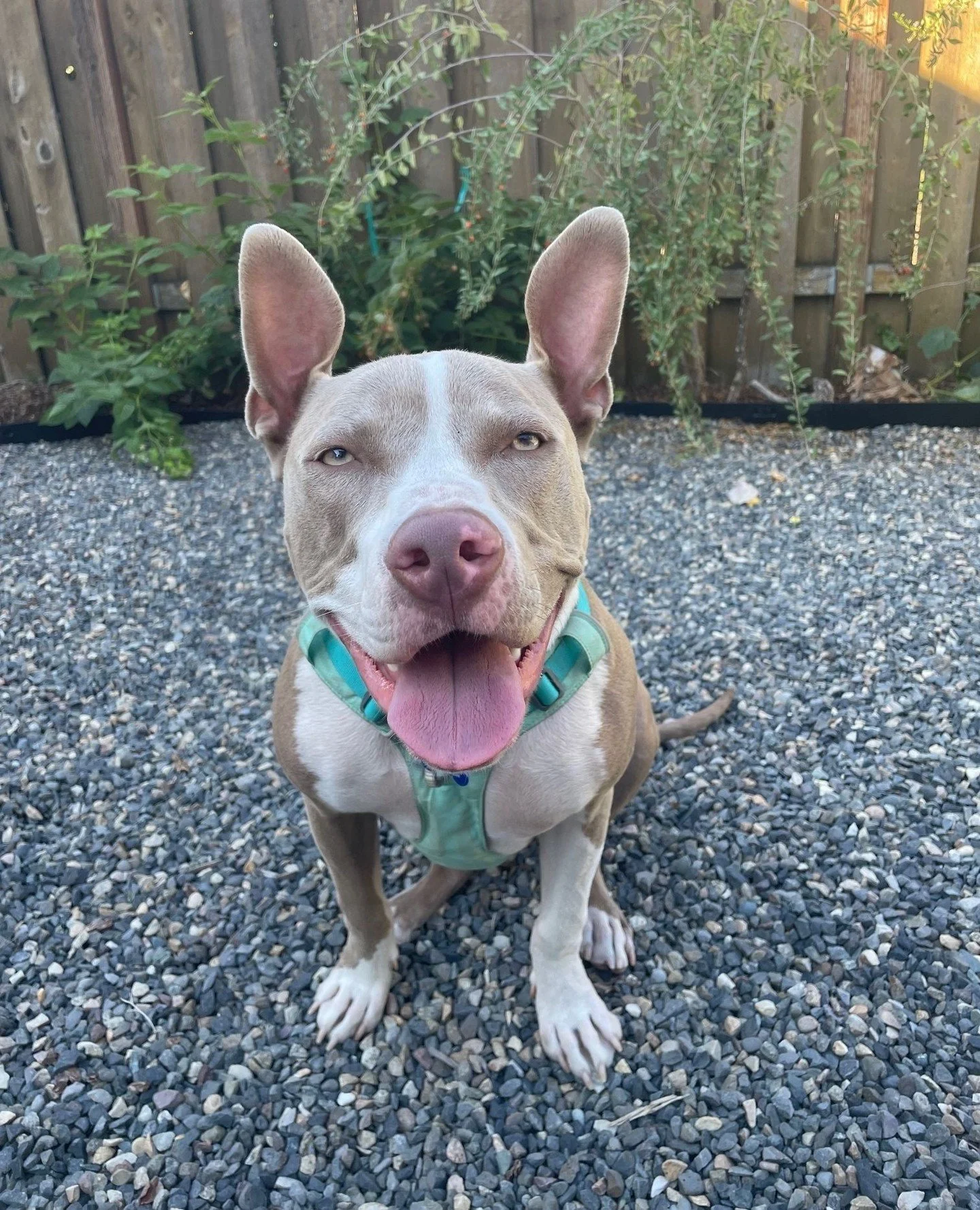 Billie, known professionally as Glitter, will be holding office hours at the Adoption Center tomorrow (Thursday 10/9) from 2:30&ndash;6:30 PM, or until someone decides their life could use a little sparkle. She&rsquo;s all smiles, all the time, and h