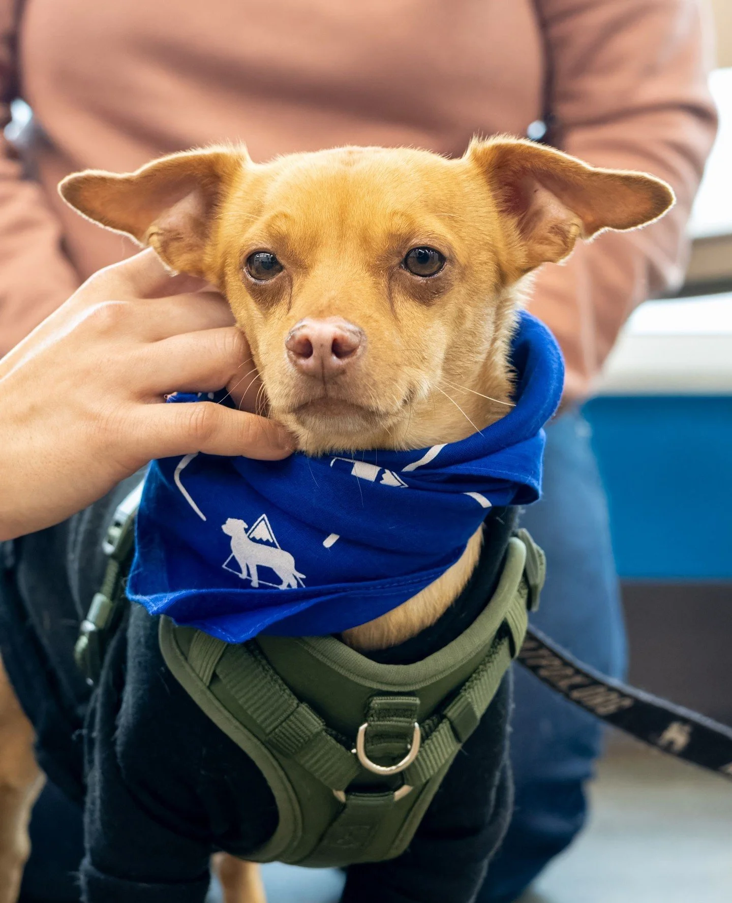 We&rsquo;re not sure why this perfect little shadow didn&rsquo;t get scooped up at last week's All Tails, but he hasn&rsquo;t let that get him down. Andrew has been busy exploring the backyard with his foster brother while maintaining the facial expr