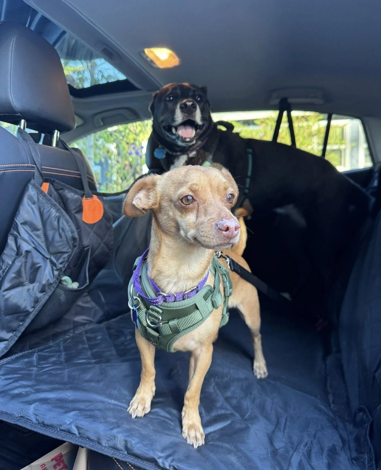 Exciting last minute news:
Andrew will be joining his buddy Baxter at the Adoption Center today (Thursday 10/23) from 2:30-6:30PM. Come say hi, get in some guy time, and maybeeee sign some adoption papers for one of them!