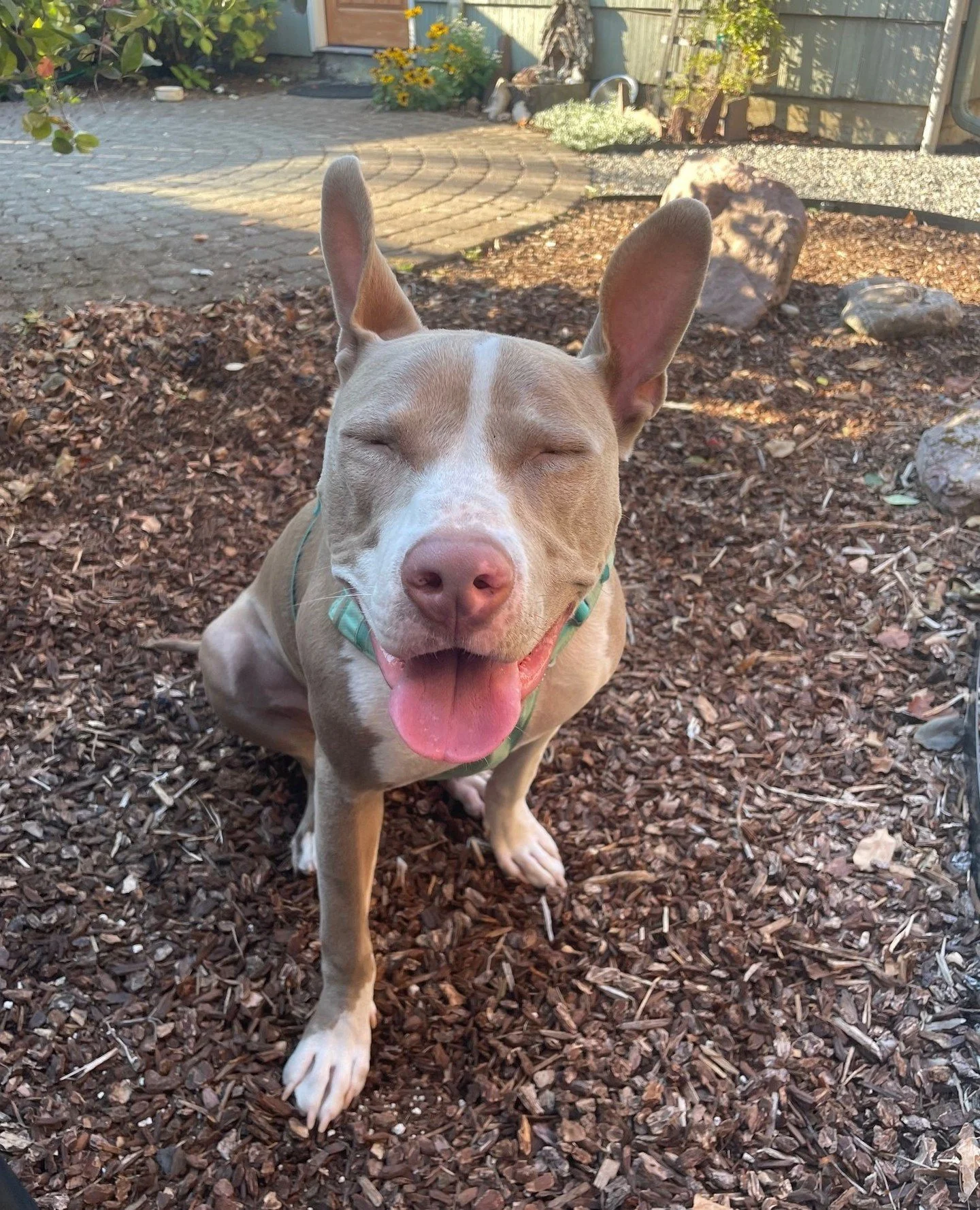 If happiness had a face, this would be it. Glitter/Billie will be visiting the Adoption Center this Friday (10/24) from 2:30–6:30 PM.
She's very ready to head off to the Good Life. Stop by. Say hi. Fall in love.
