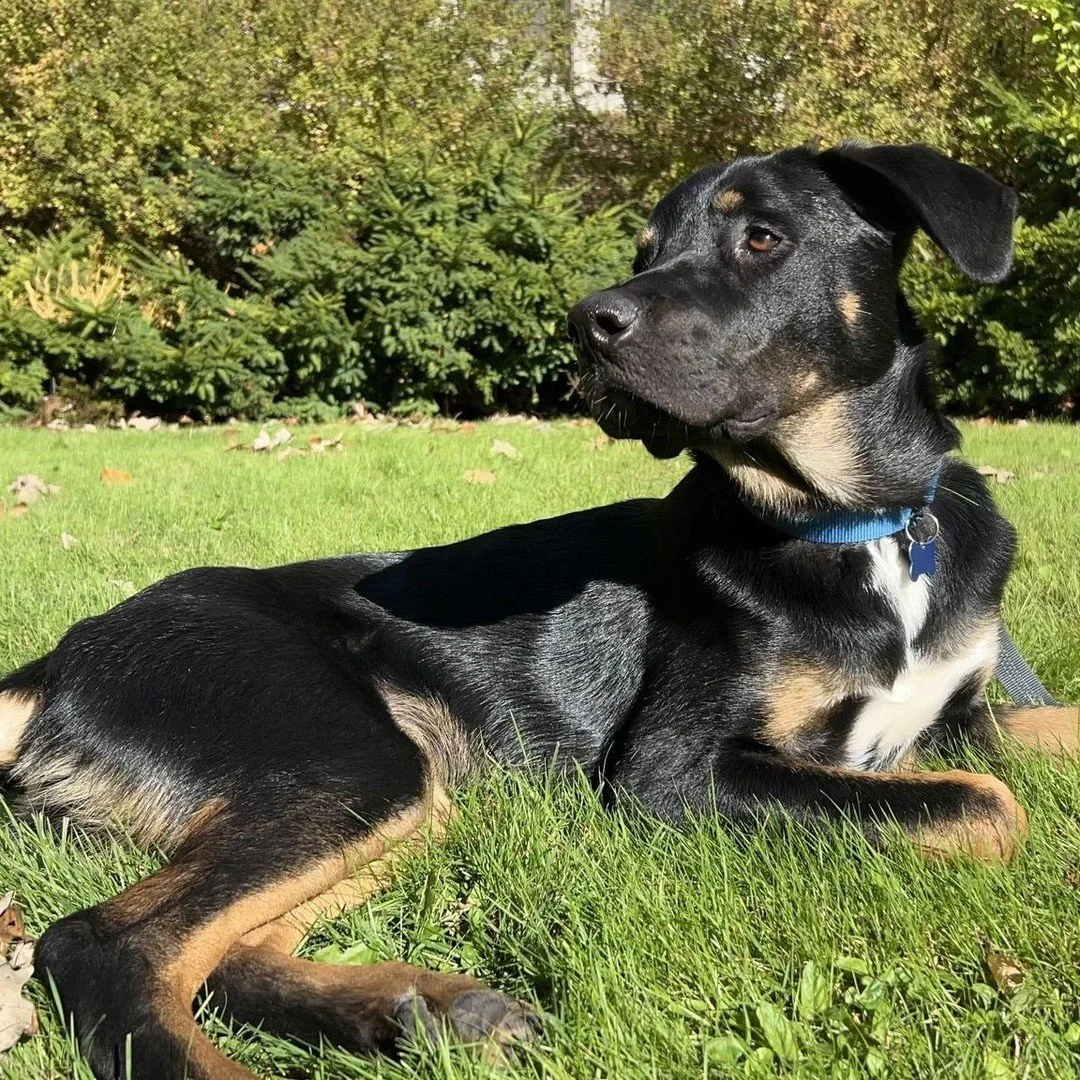 Frijoles started life under a structure in West Texas with his siblings, freeloaded at someone else’s milk bar (nursing from a momma dog who wasn’t even theirs), and made his way to Portland. He’s grown up since then and is back wit