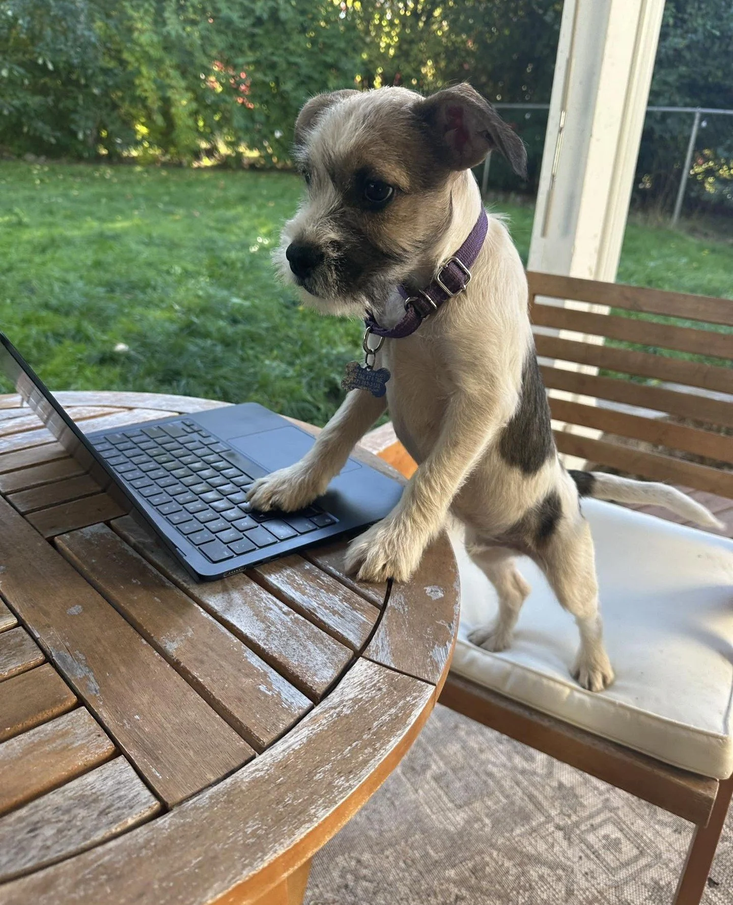 Oak Creek, our Very Important Puppy, started the morning with a full calendar of business. He opened the quarterly Excel spreadsheet of bones and approved three snack mergers. By 2PM, he’s unconscious on the couch.
Big brain energy. Soft pup
