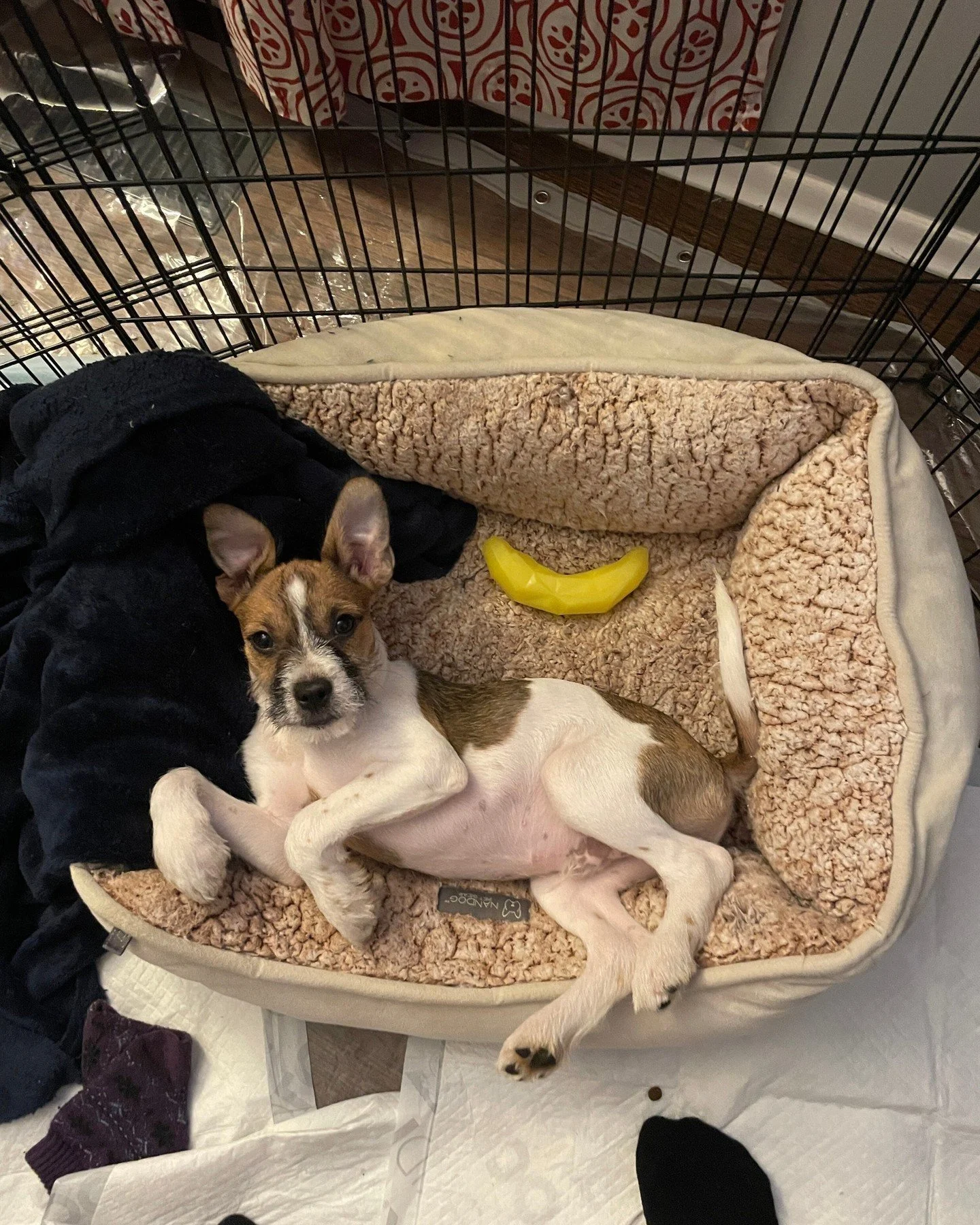 This isn’t a bed. It’s a portal. The banana is the key.
Rivergrove has been expecting you. Bring grapes. And belly rubs.