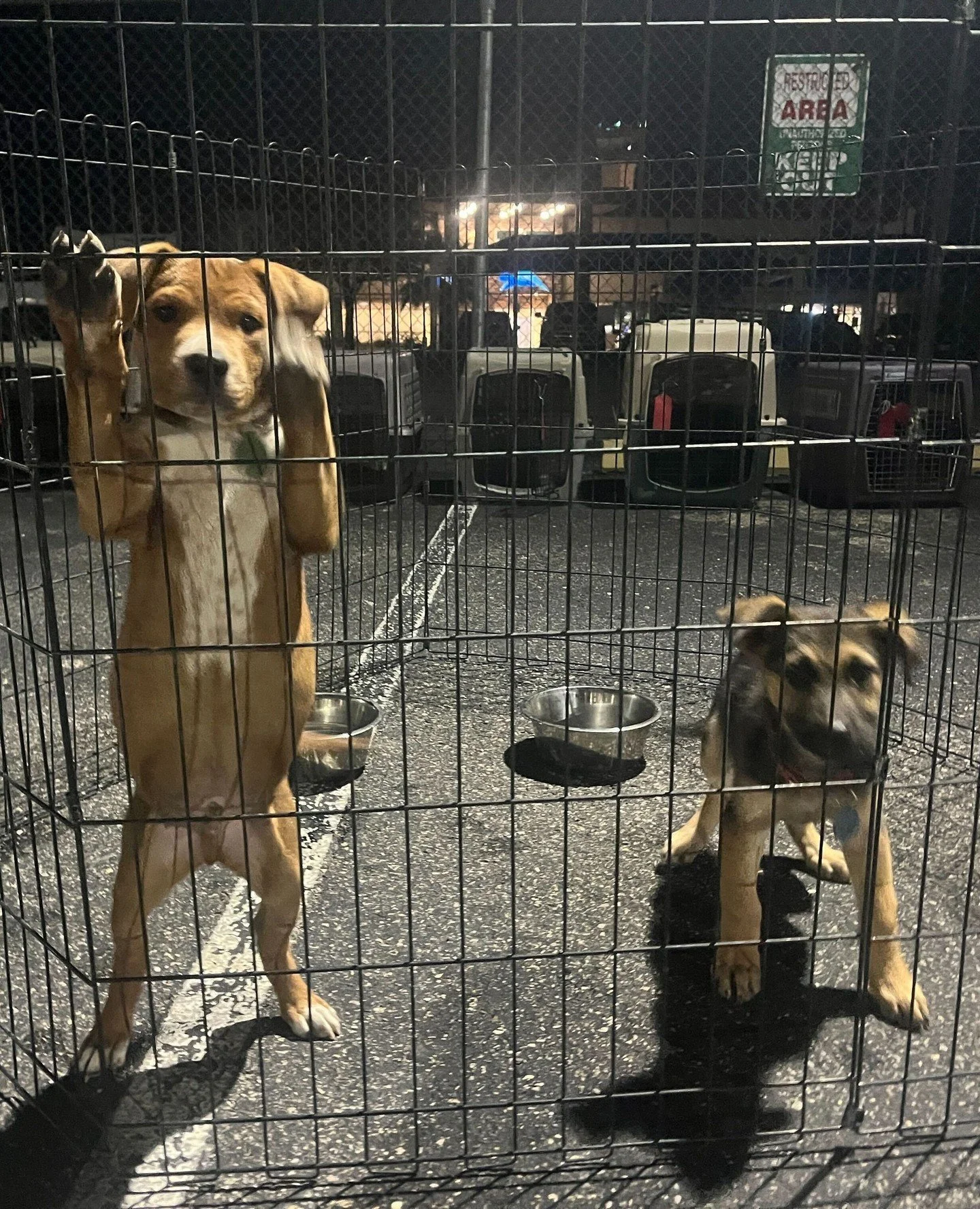 This morning in West Texas, the Good Life World Tour from @otatwtx officially kicked off on the @dogismycopilotinc plane. 22 dogs climbed aboard with sleepy faces and dreams of sold-out shows on Good Life couches.
Bad weather tried to throw them a