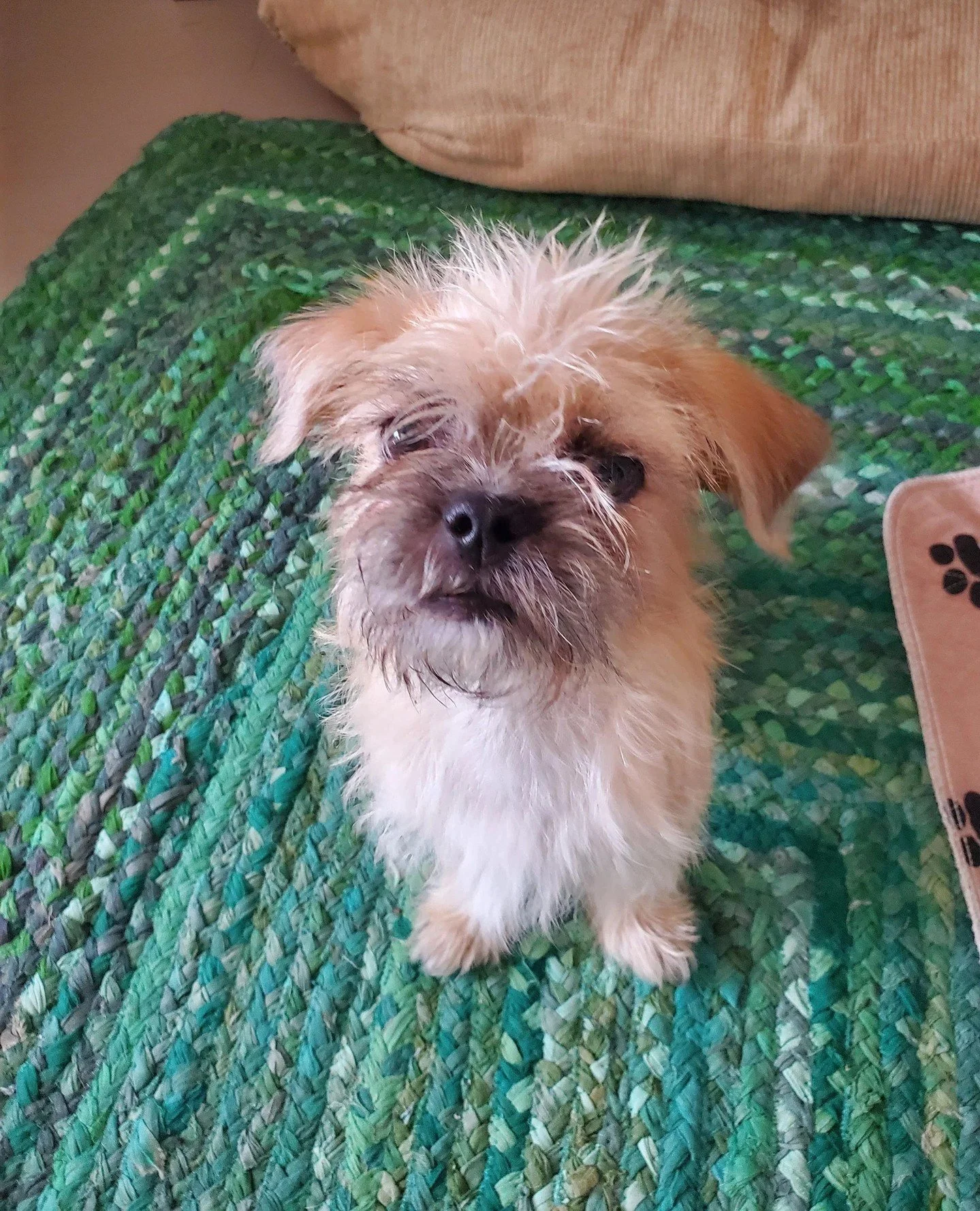 Cousin It’s long-lost... cousin, Boones. He’s ready to haunt your living room and also your spot on the couch.
Apply to be part of the family → otatpdx.org/dogs/boones