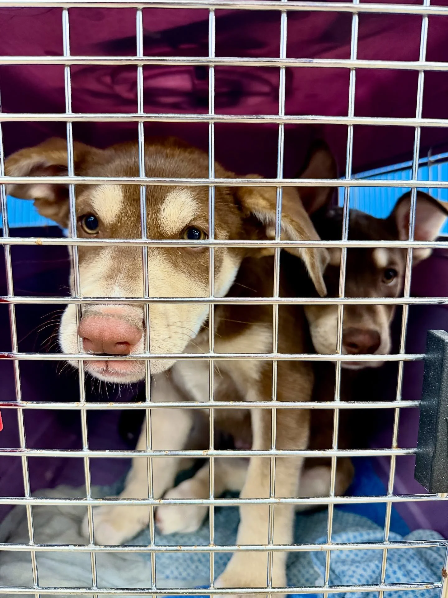 Last night’s headliners touched down in Portland and had quite the opening night. Little Red Corvette and Computer Blue, Soul Love, Pearls, Adore, Ziggy Stardust, Diamonds, Uptown, Baby I’m A Star, and Modern Love are settling into foster