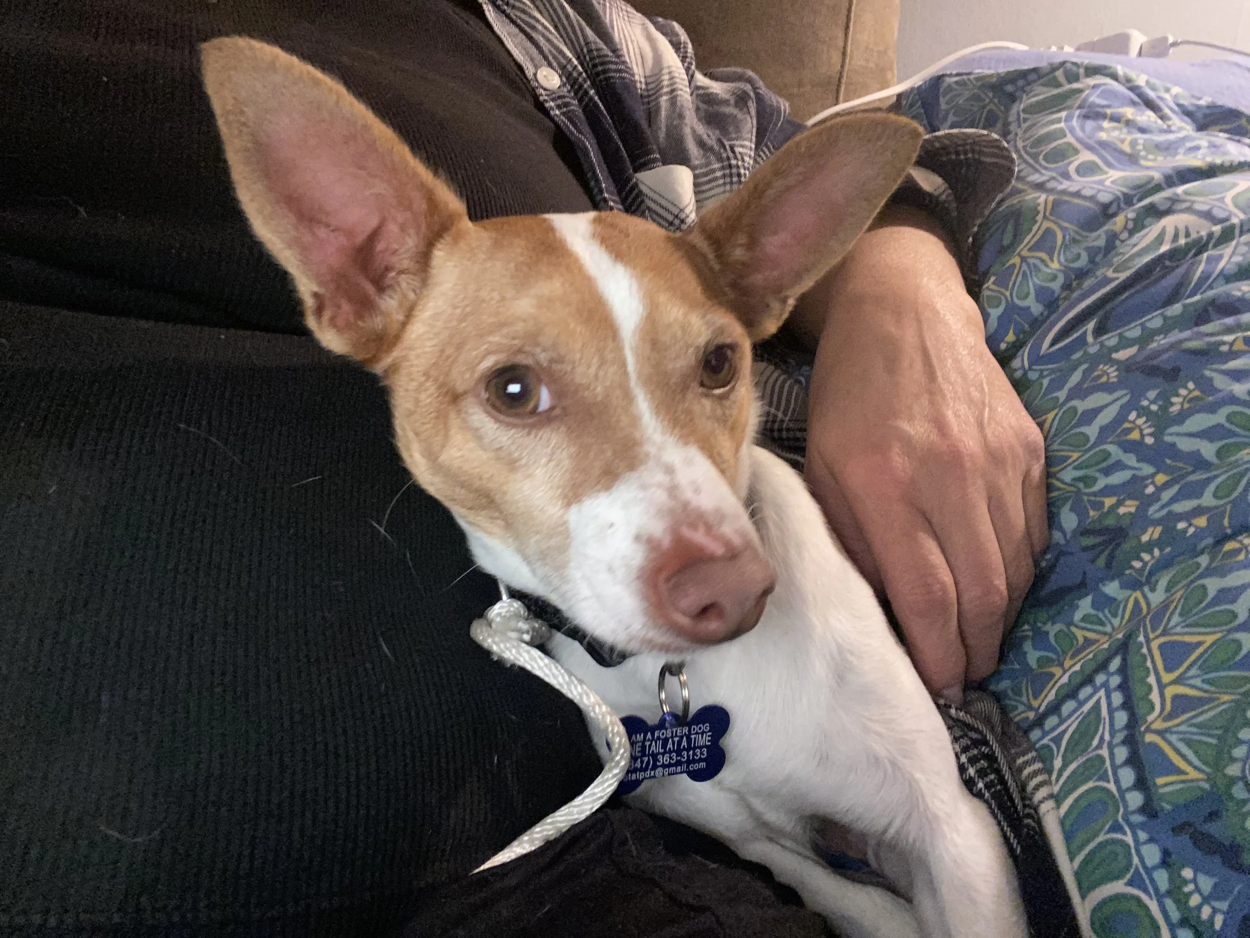 78340180254__B79DA9AA-1B7F-4F7C-98EA-7EECFB506183 (1).jpeg