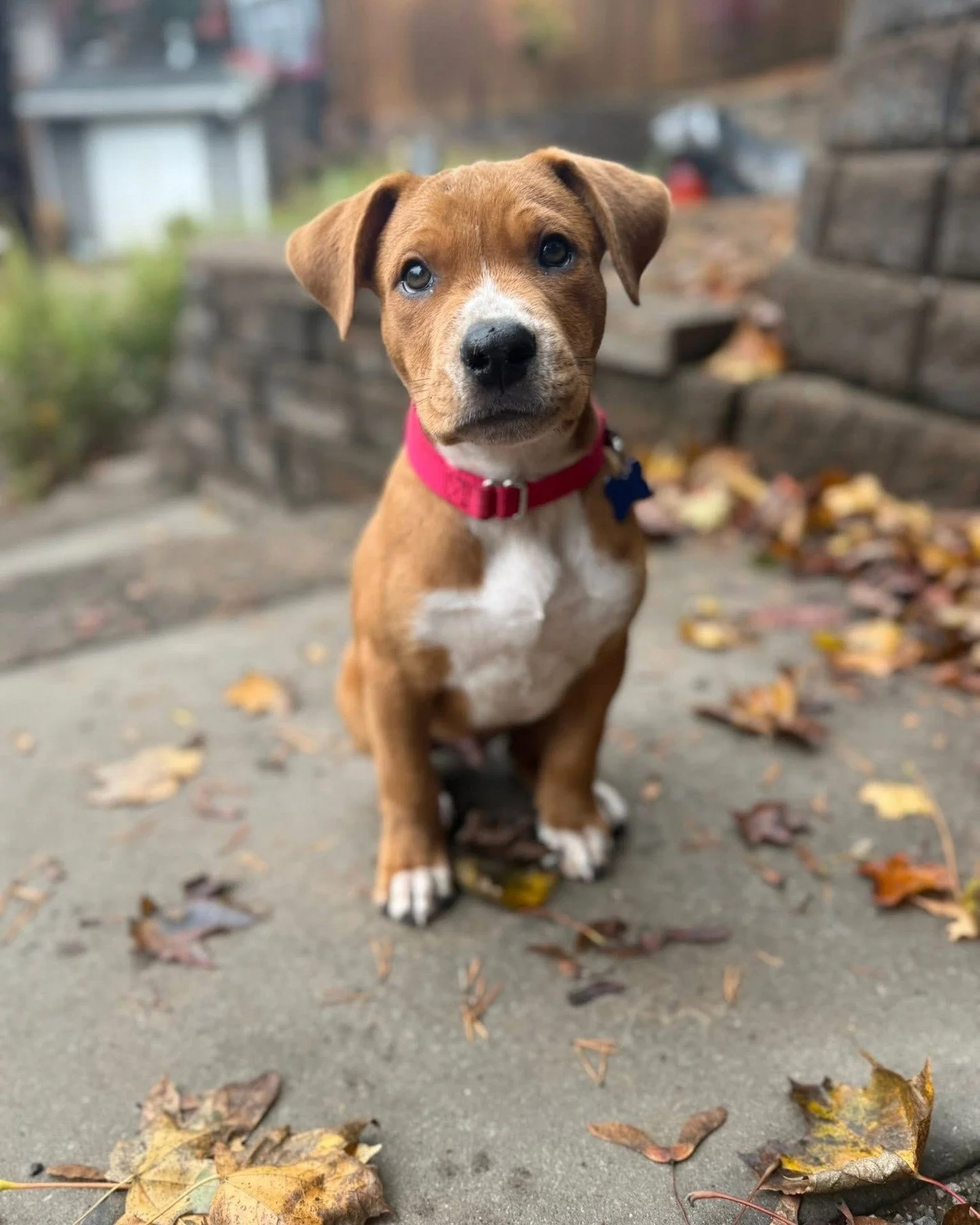 Good morning from Partyman, who’s ready to party, man. This sweet cherub will be adoptable first to those on the Worth the Wait List, our breeder diversion program for folks who want to adopt a baby dog in particular. Just join the list and we