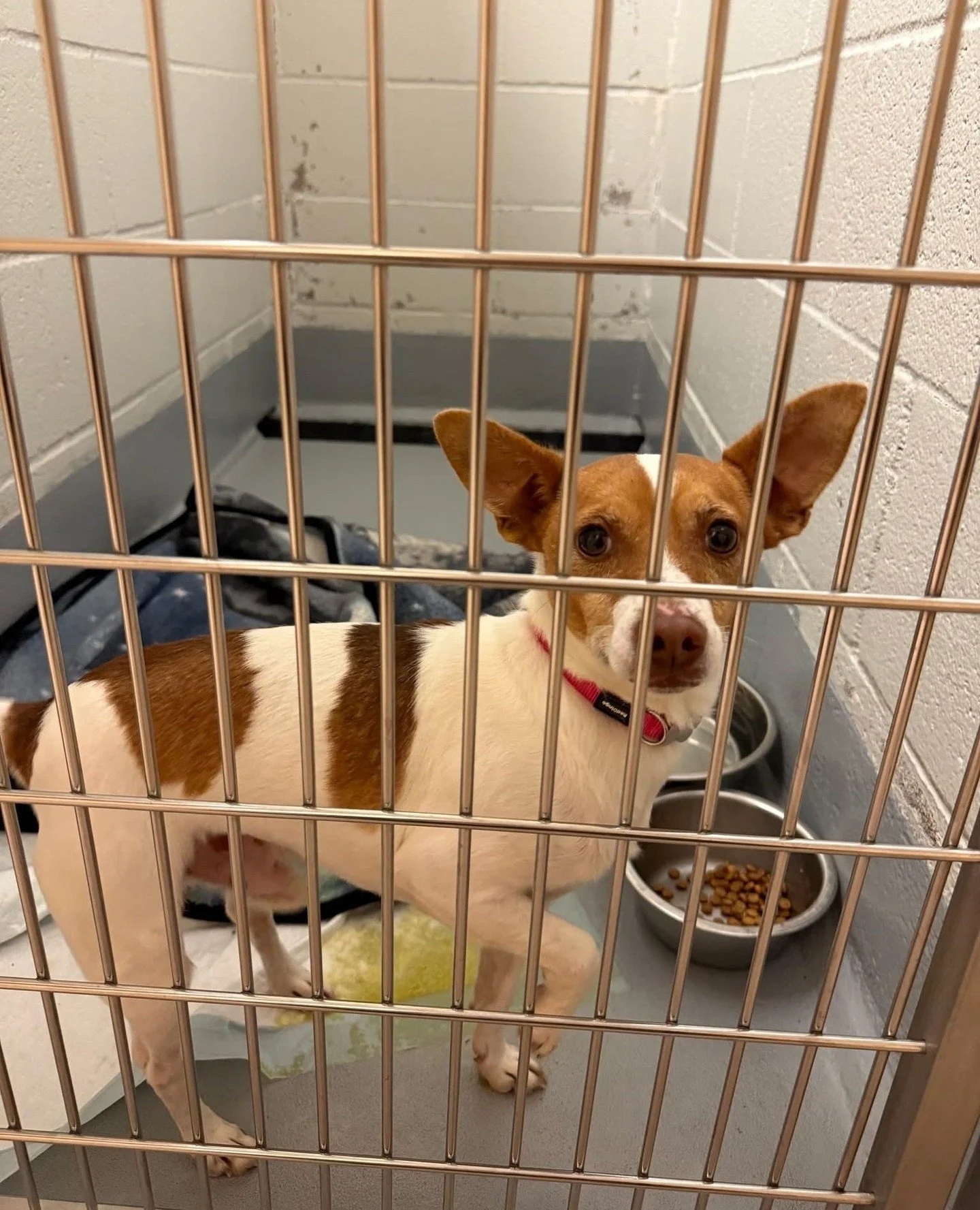 West Texas headliners aren’t the only ones on the Good Life World Tour. We have 6 more rising stars who just left the Oregon shelter circuit for a softer, cozier venue.
From Marion County Dog Services, welcome our newest acts: Cosmic Dancer